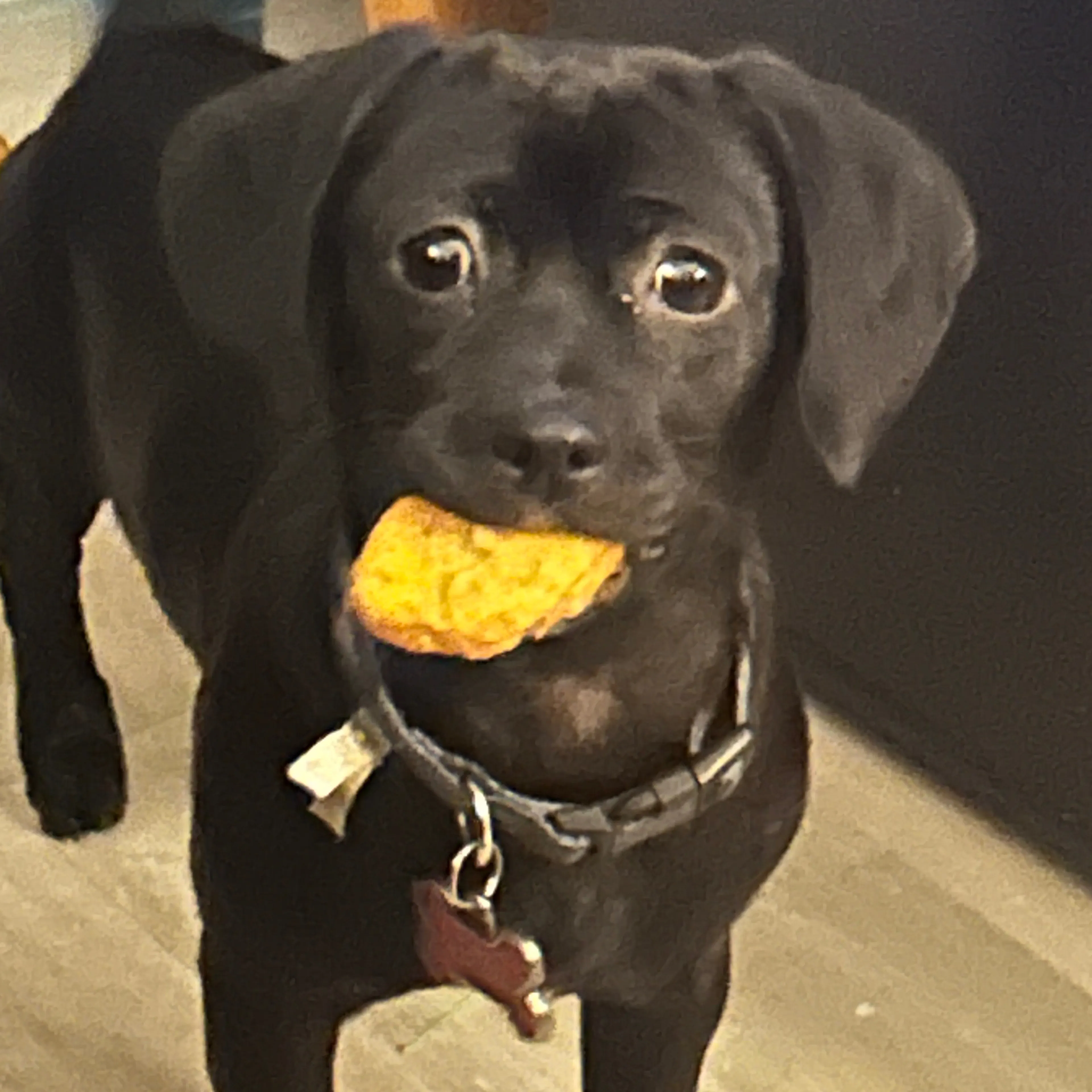 Lost pet-3