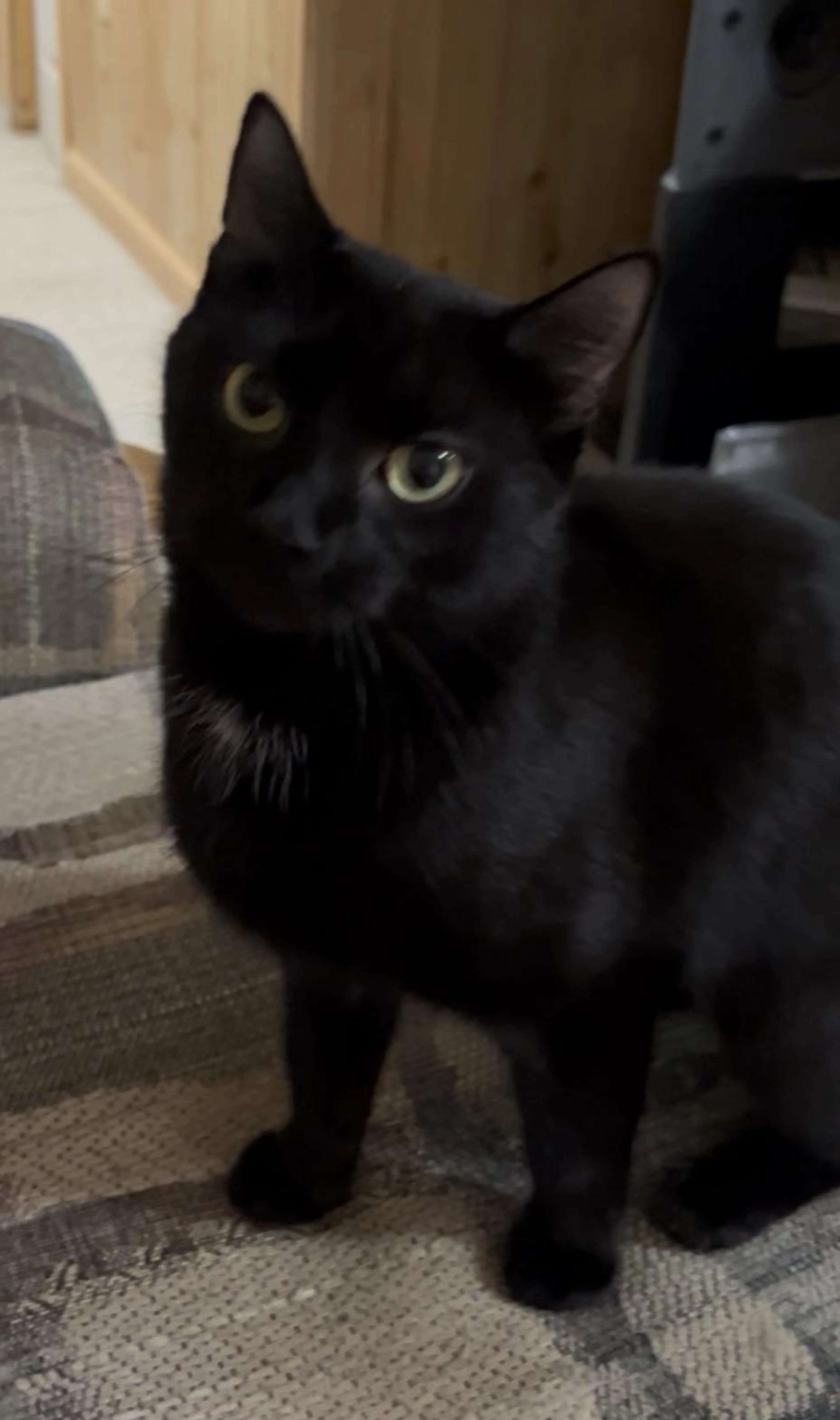 Found pet-0