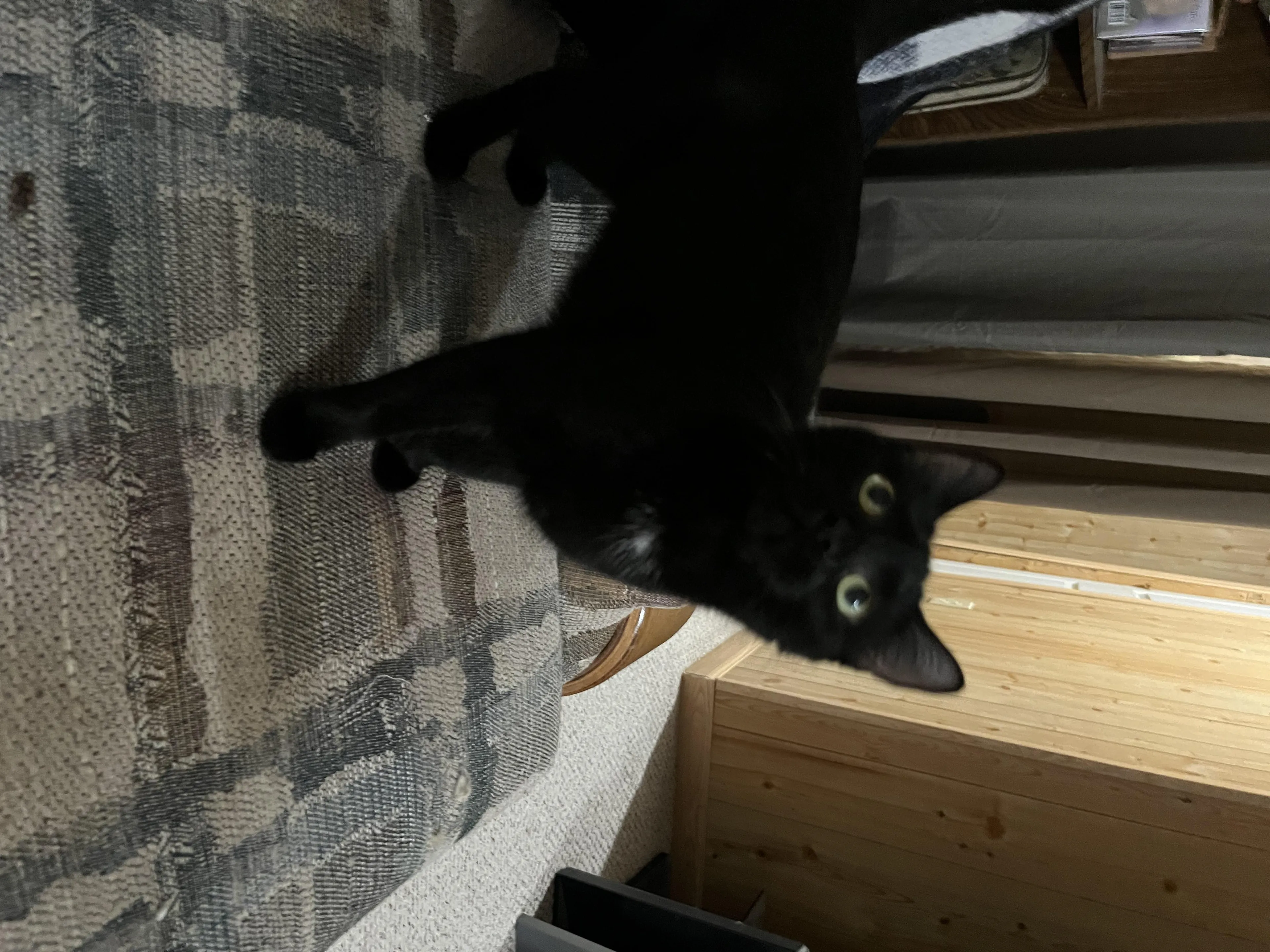 Found pet-3