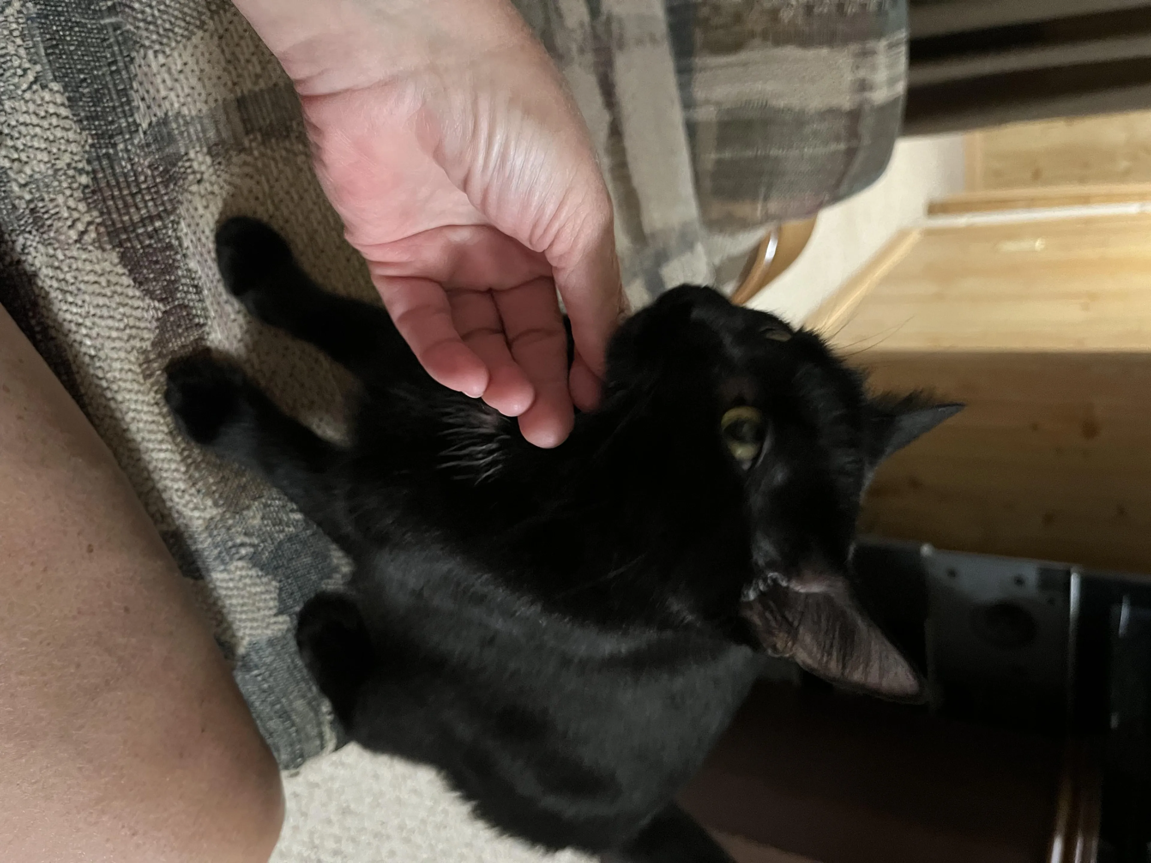 Found pet-1