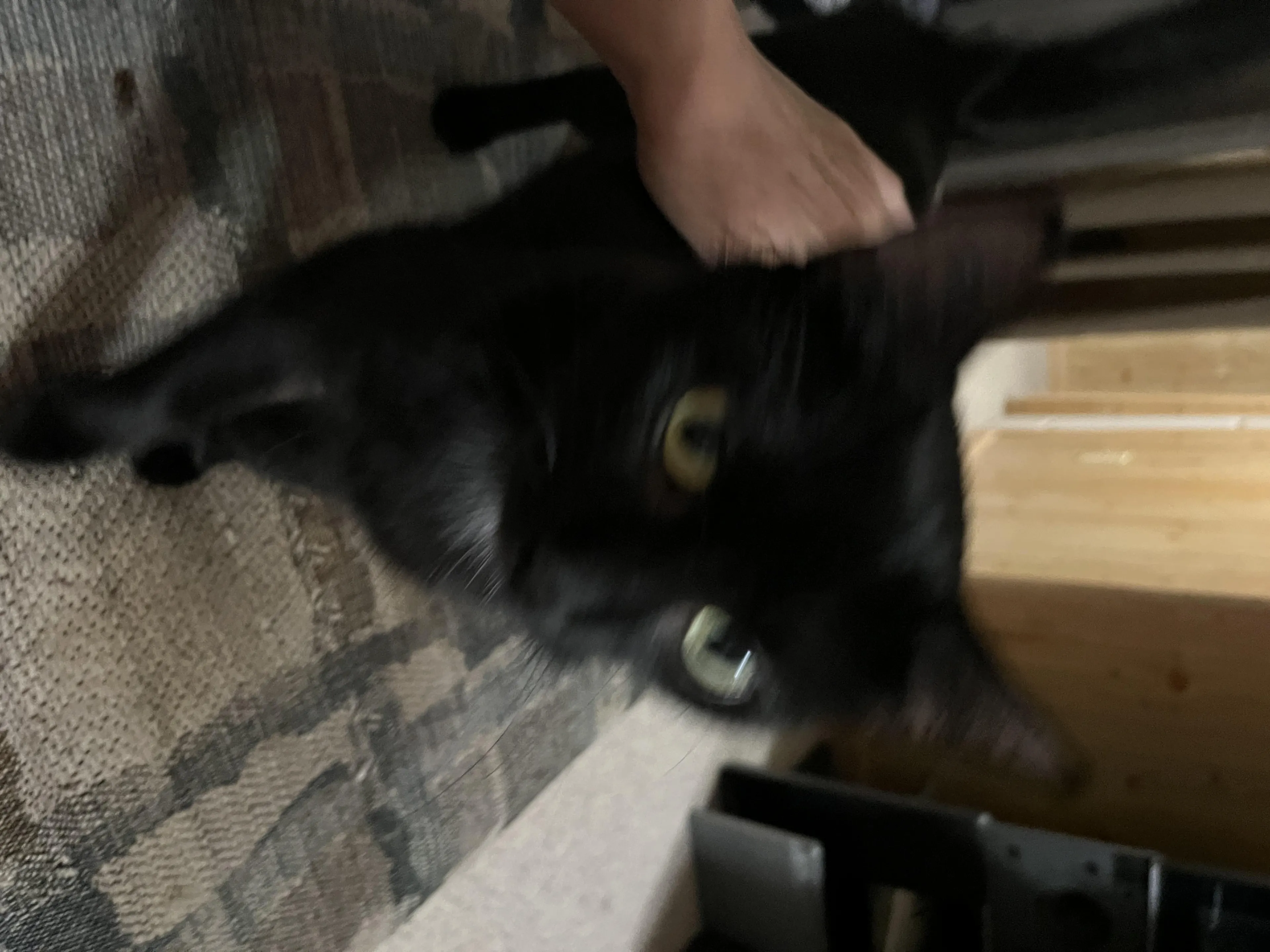Found pet-2
