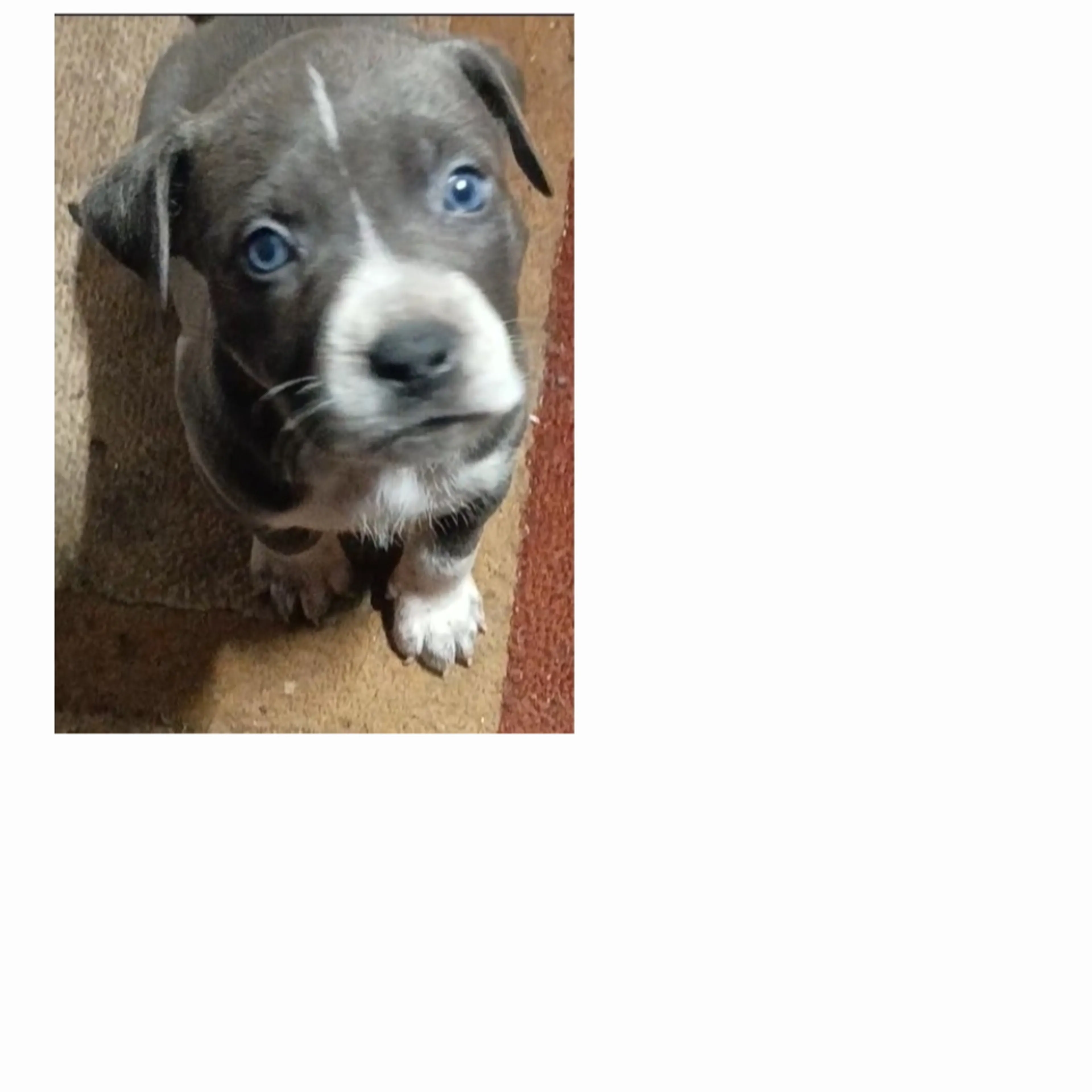 Lost pet-2