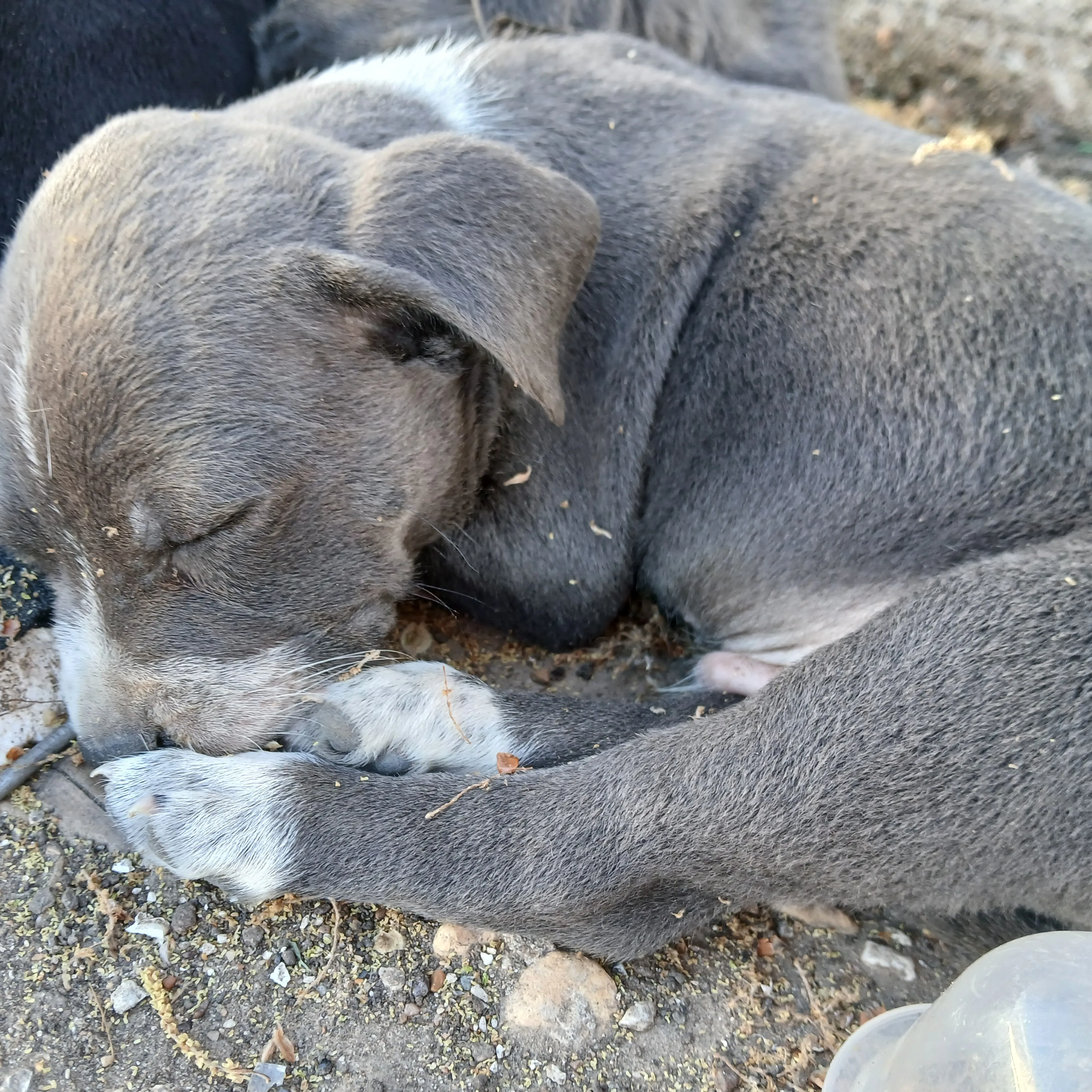 Lost pet-1