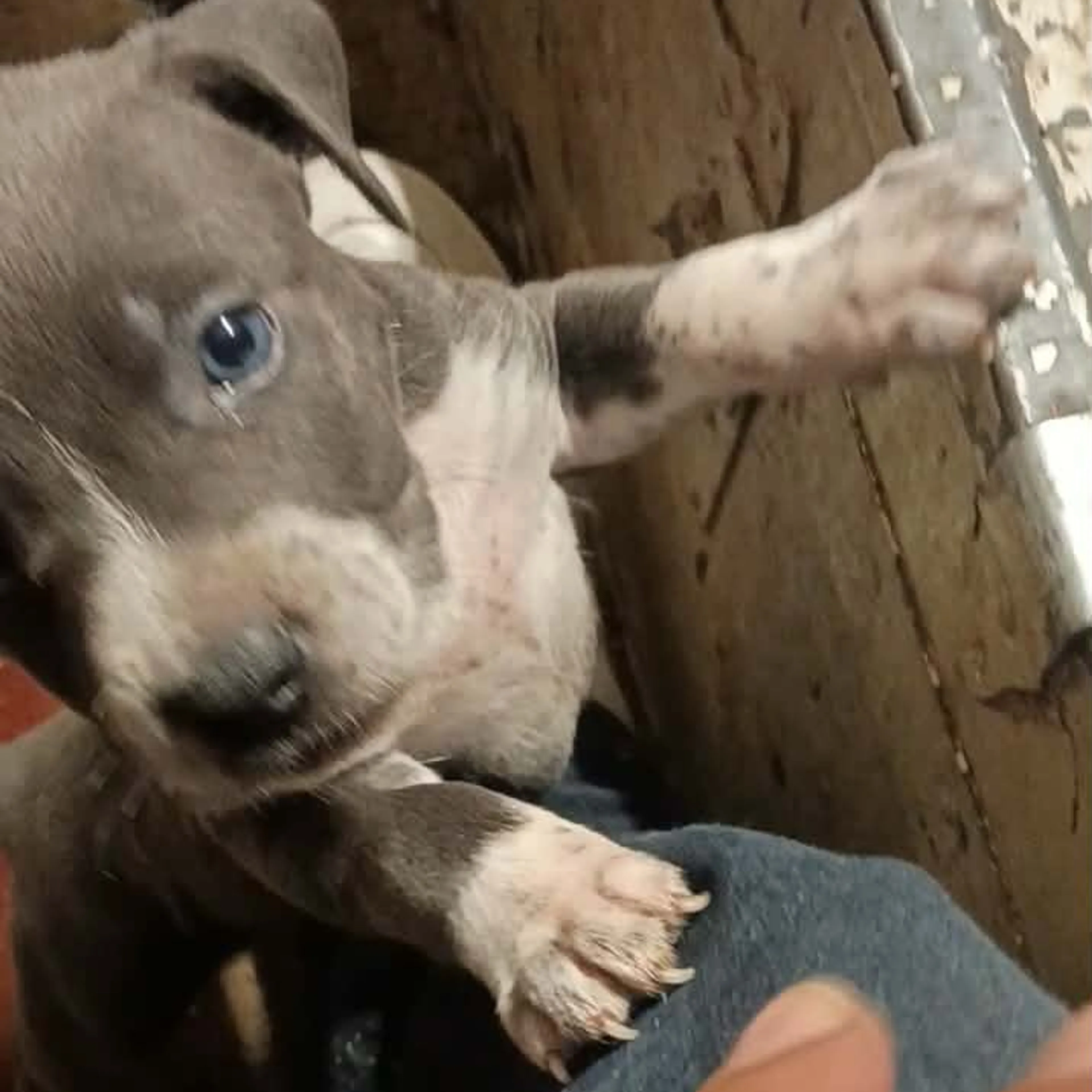 Lost pet-3