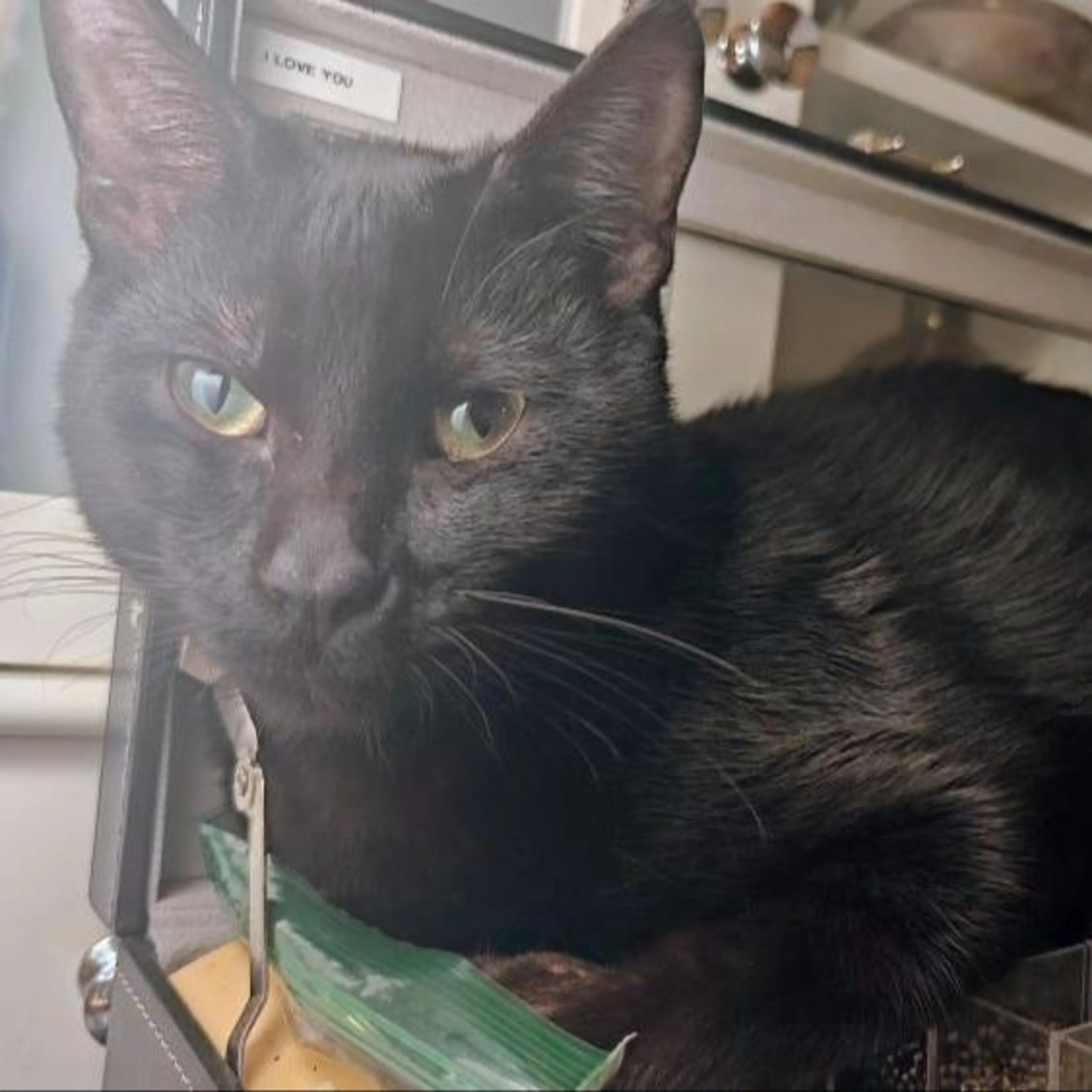 Lost pet