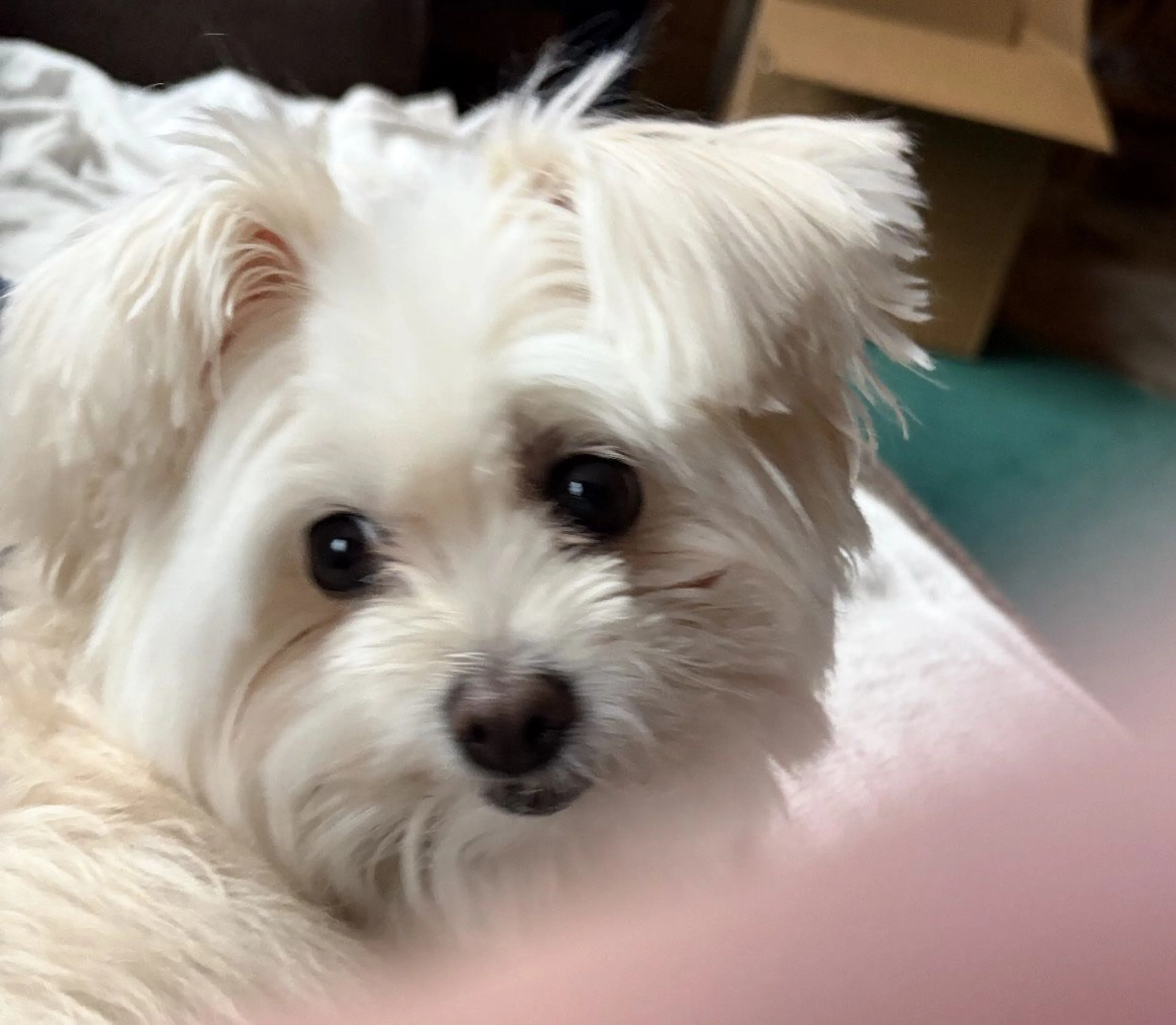 Lost pet