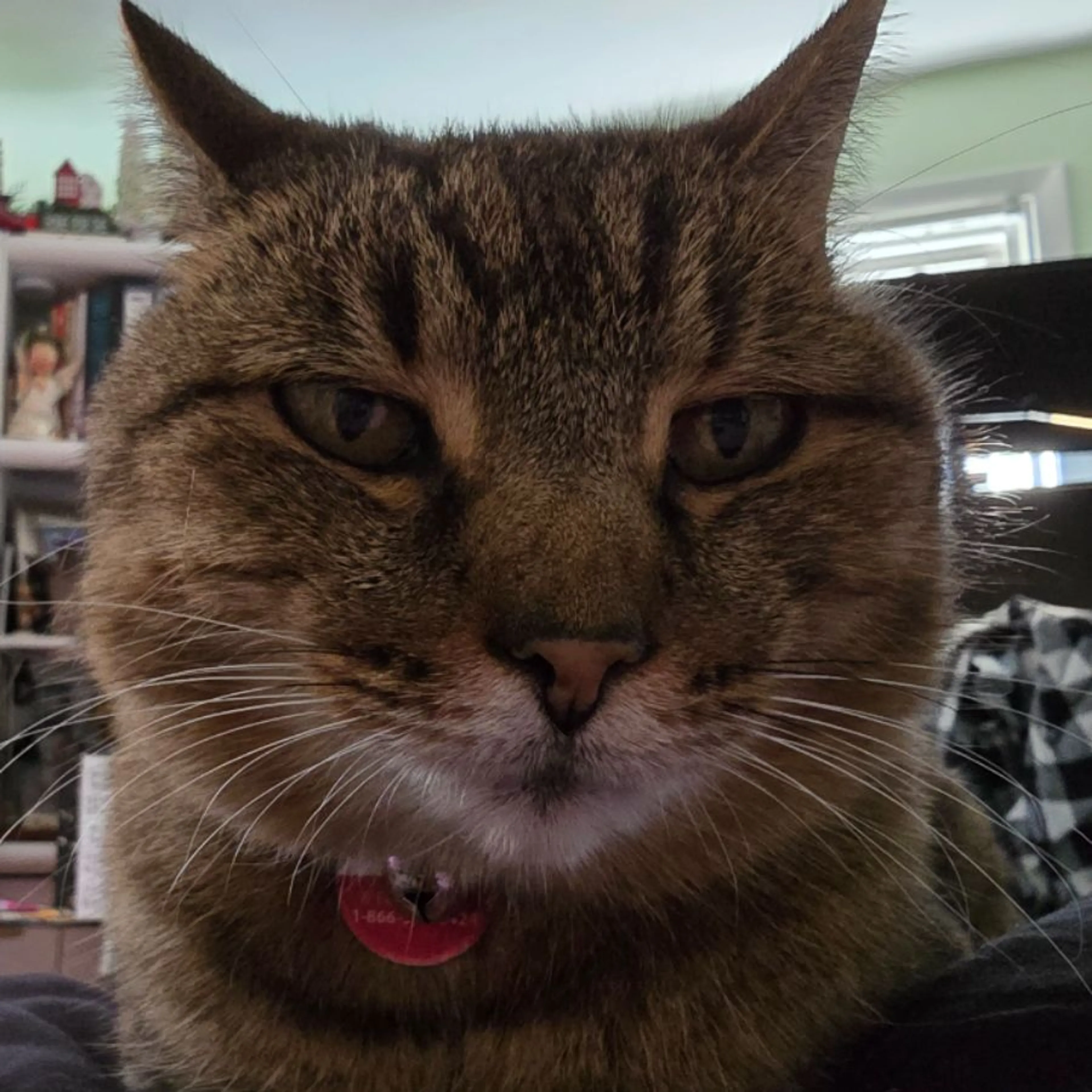 Lost pet-0