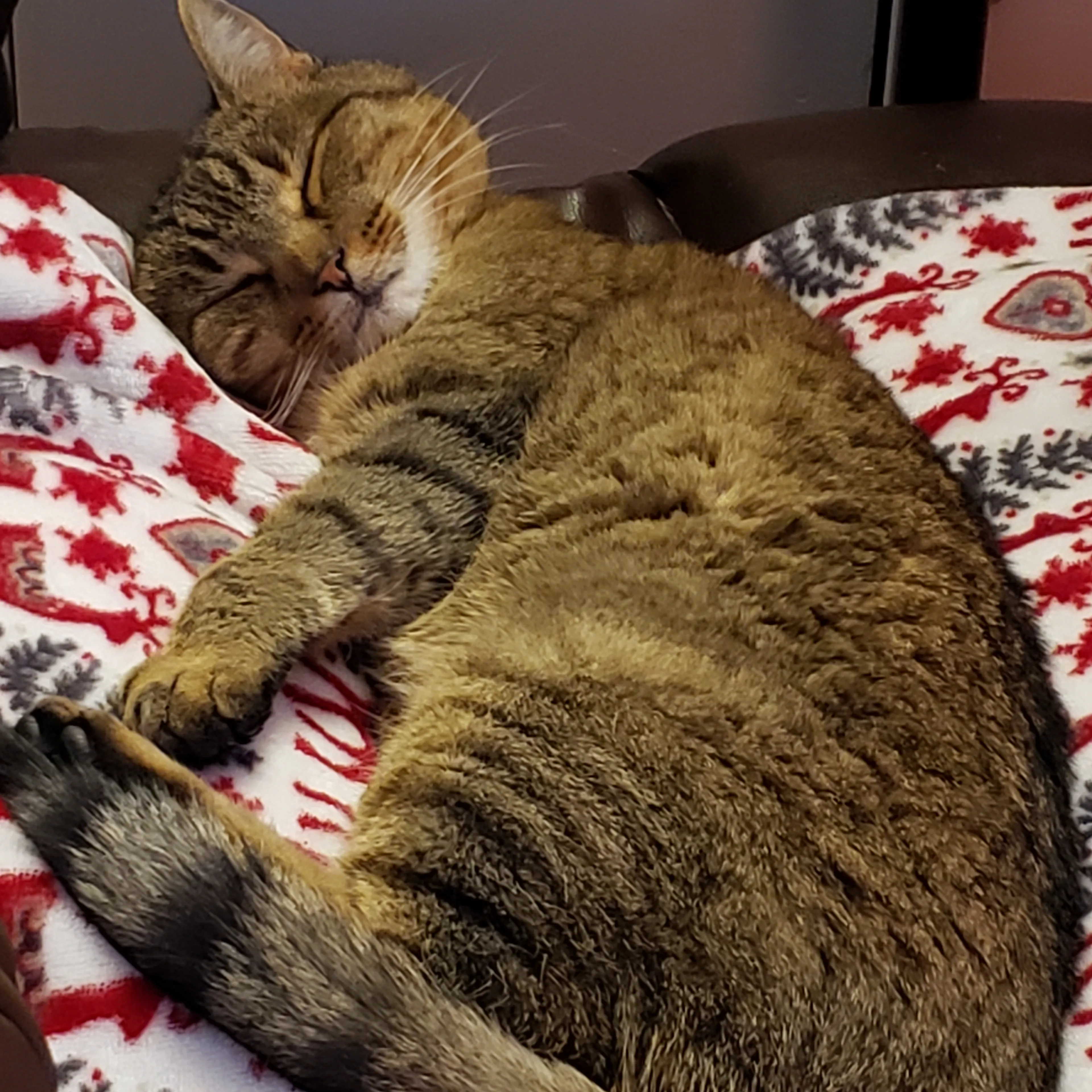 Lost pet-3