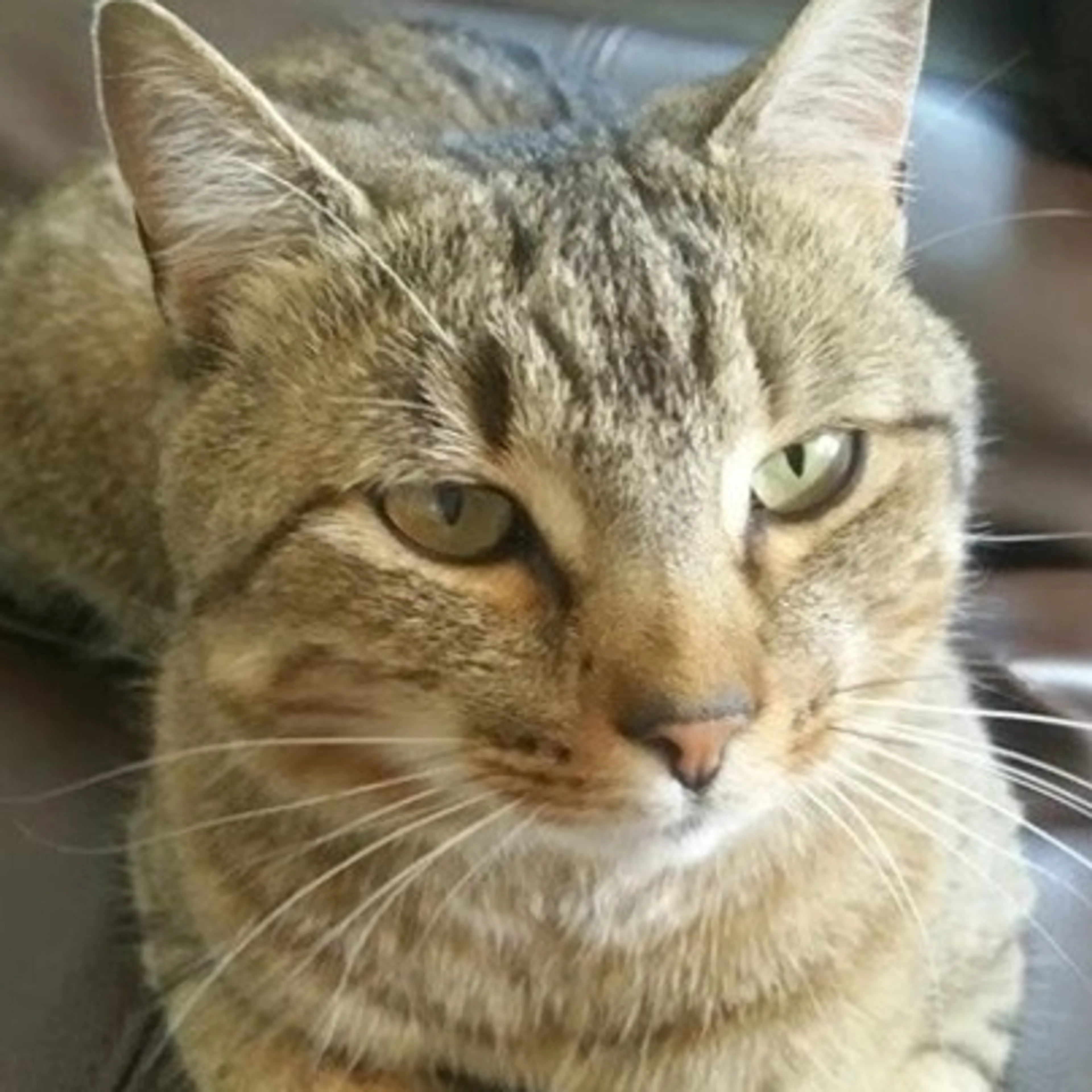 Lost pet-2
