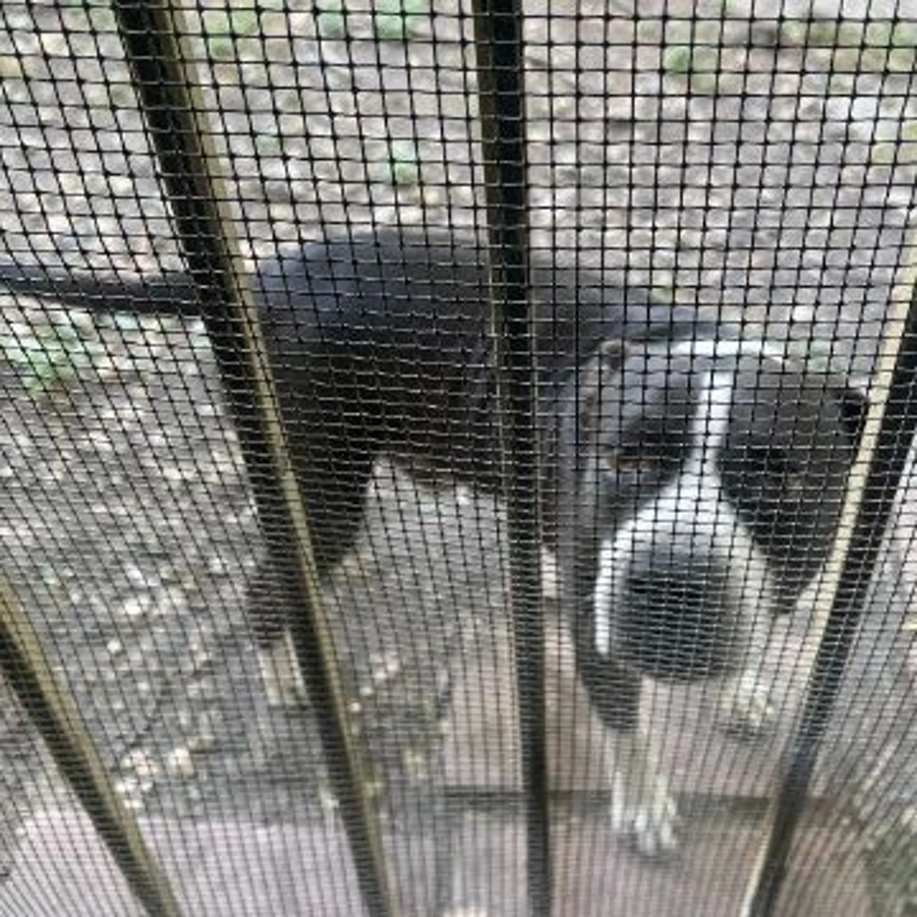 Found pet-0