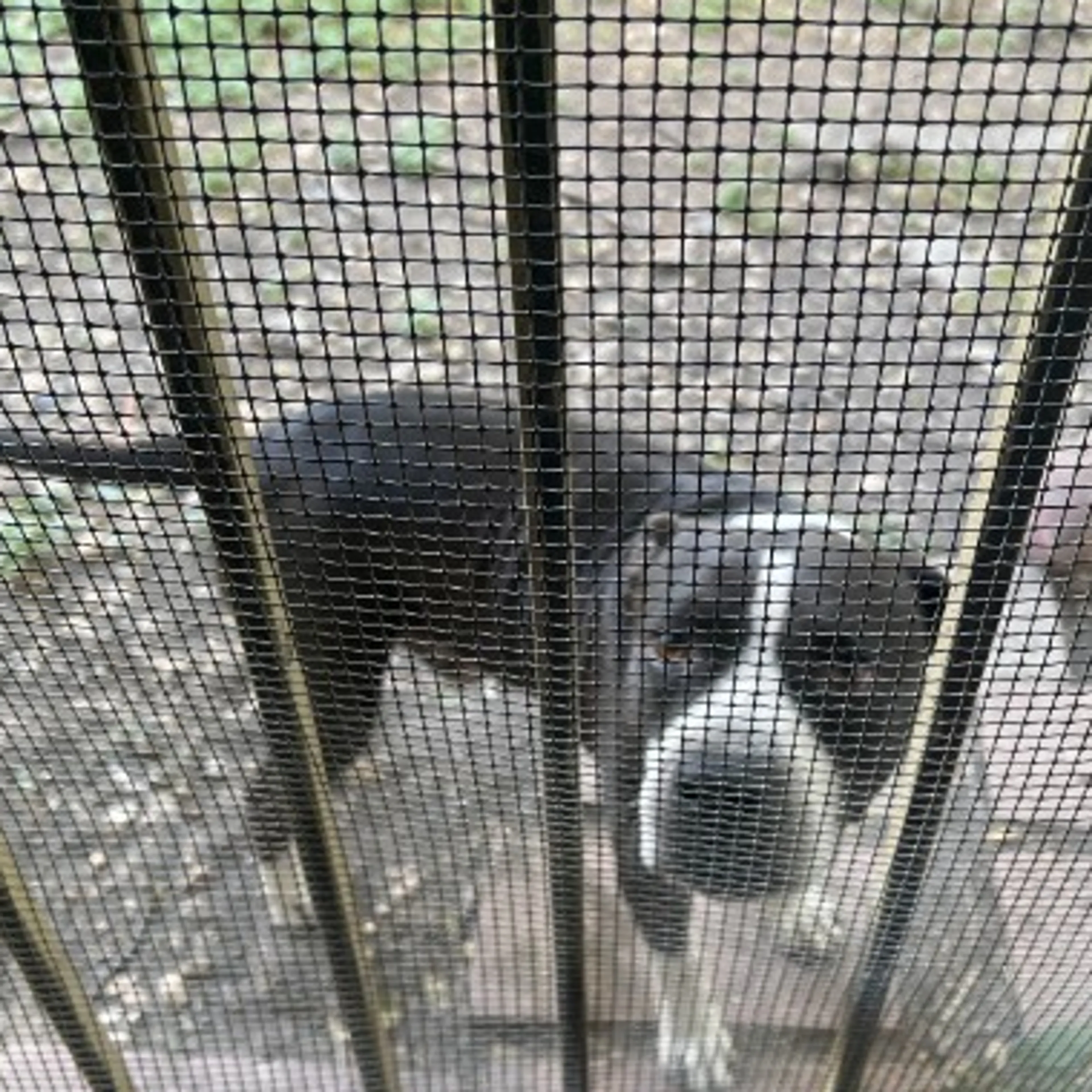 Found pet-1