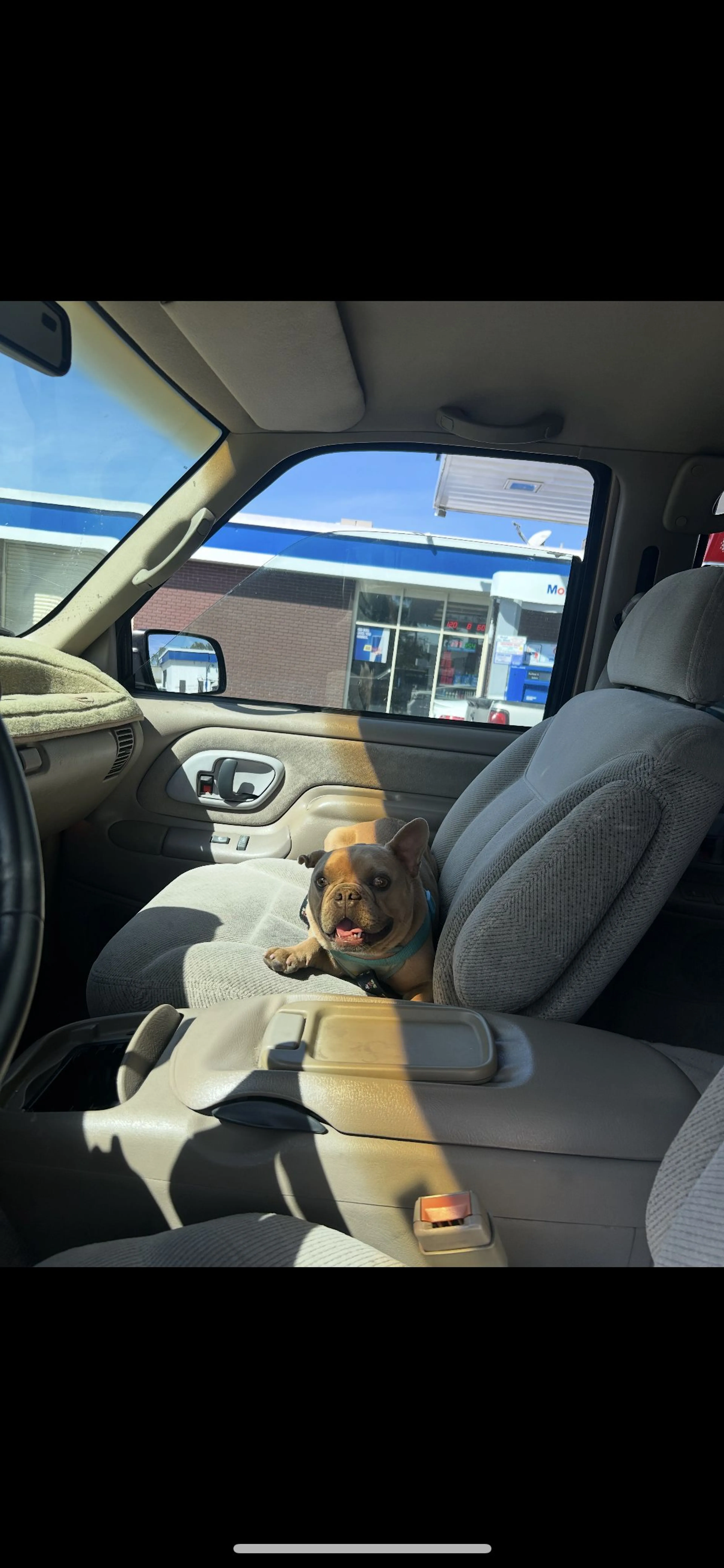 Lost pet-1
