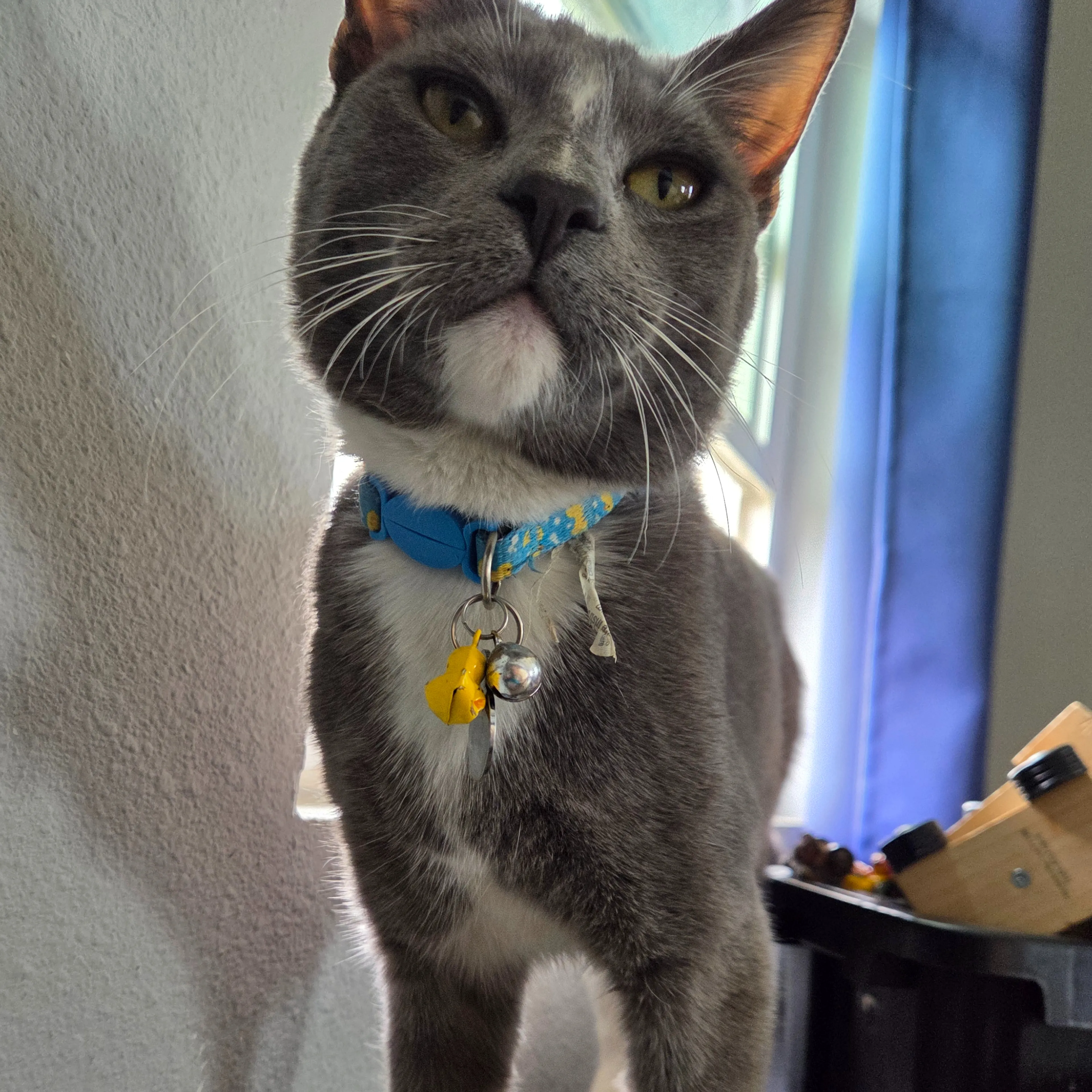 Lost pet-1