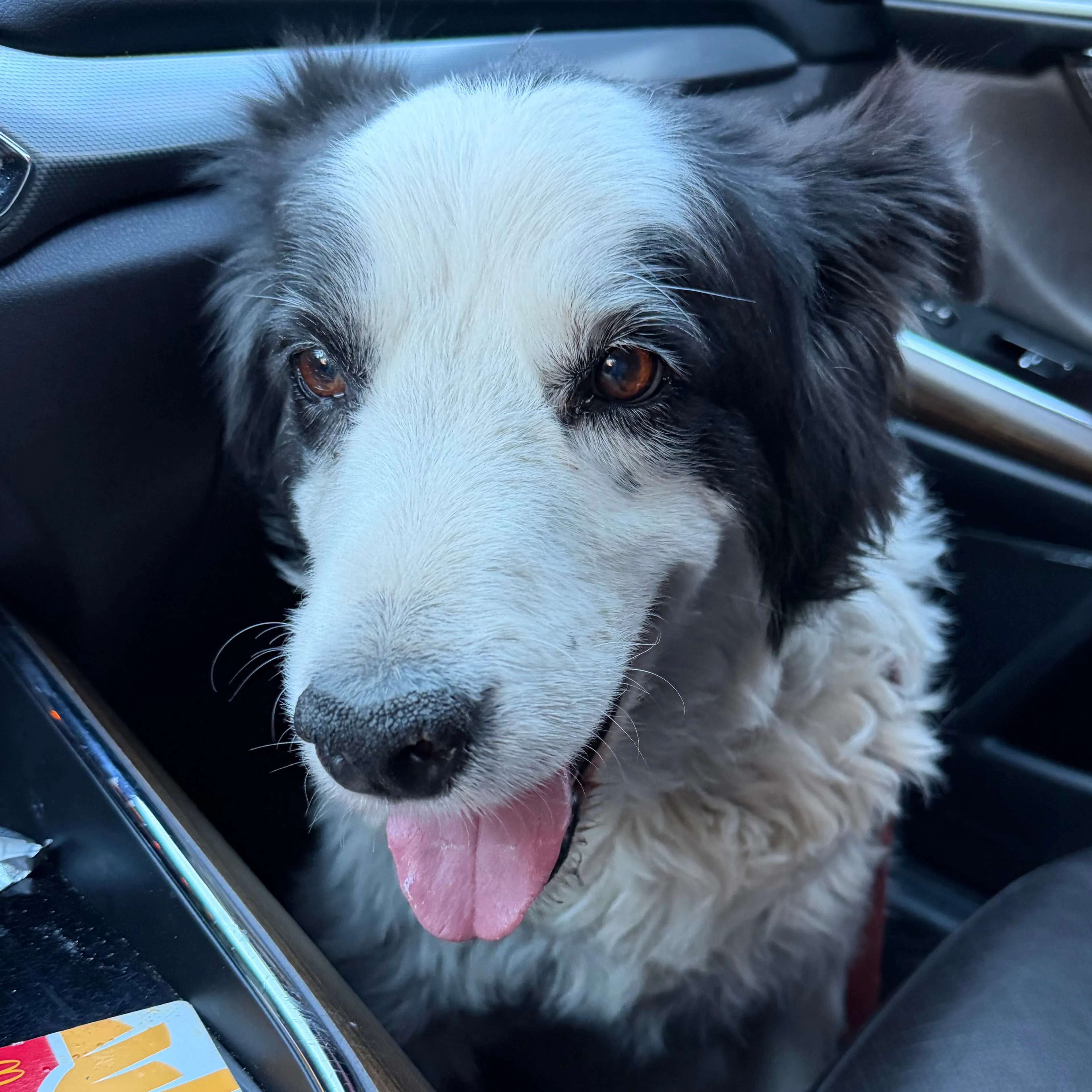 Lost pet-2