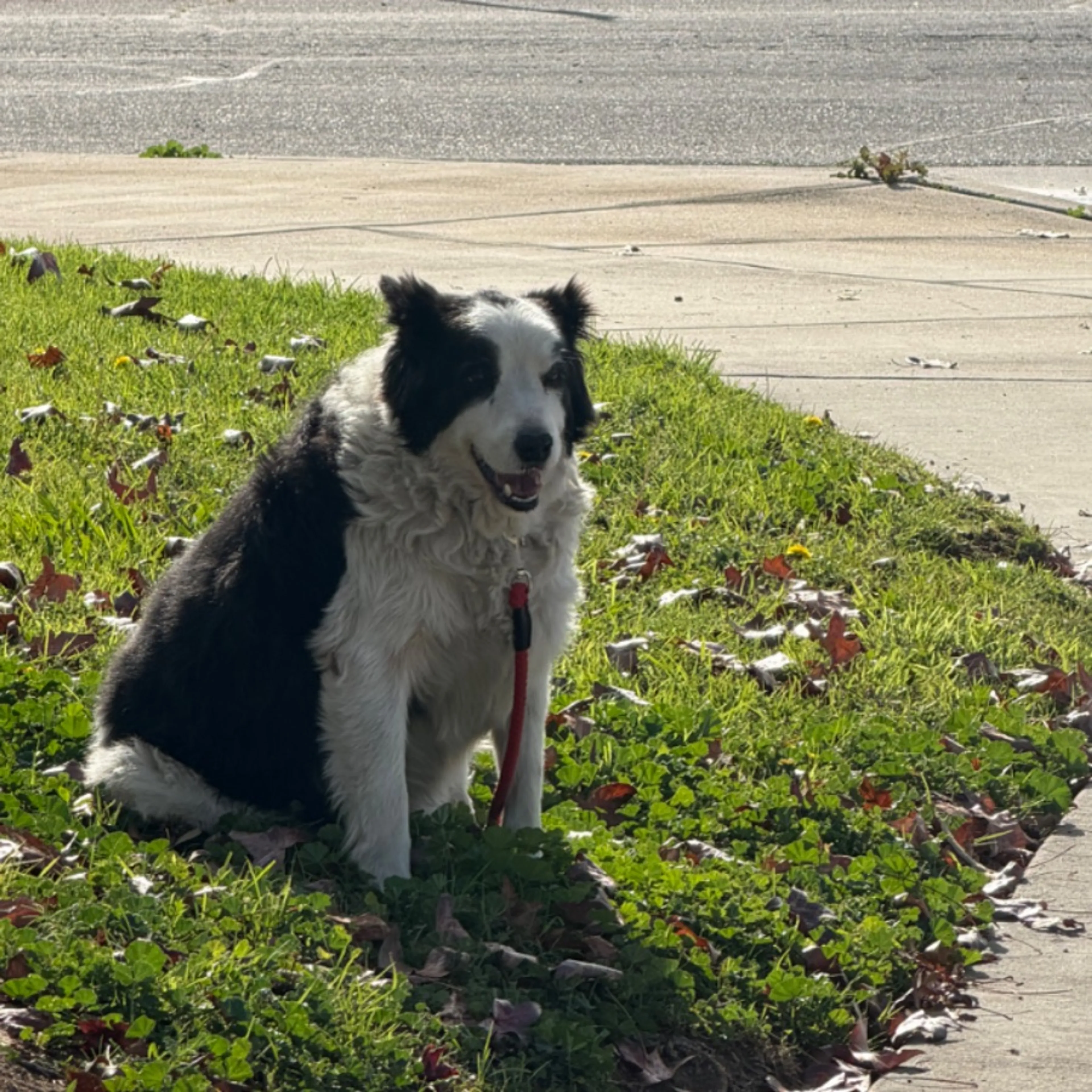 Lost pet-0