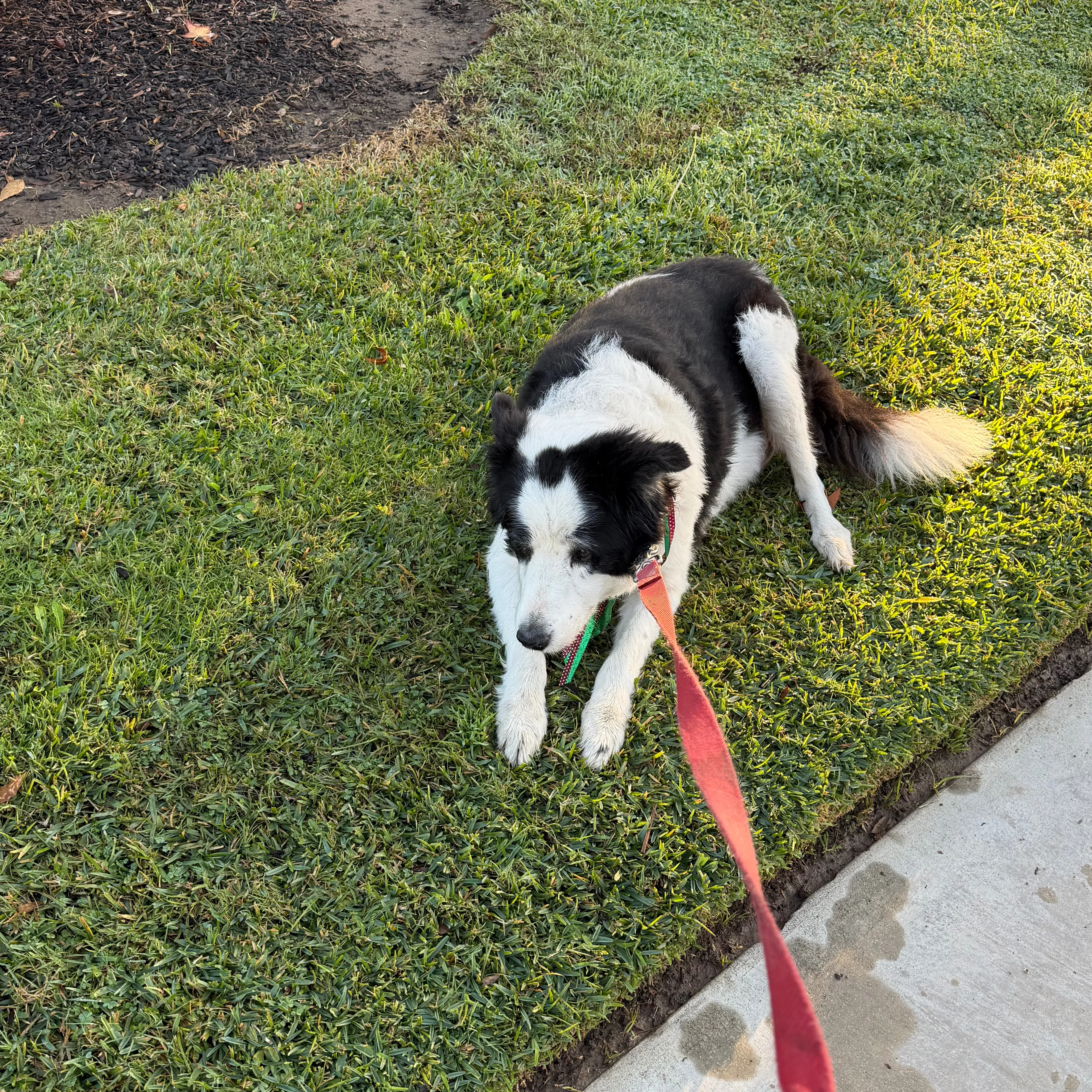 Lost pet-1