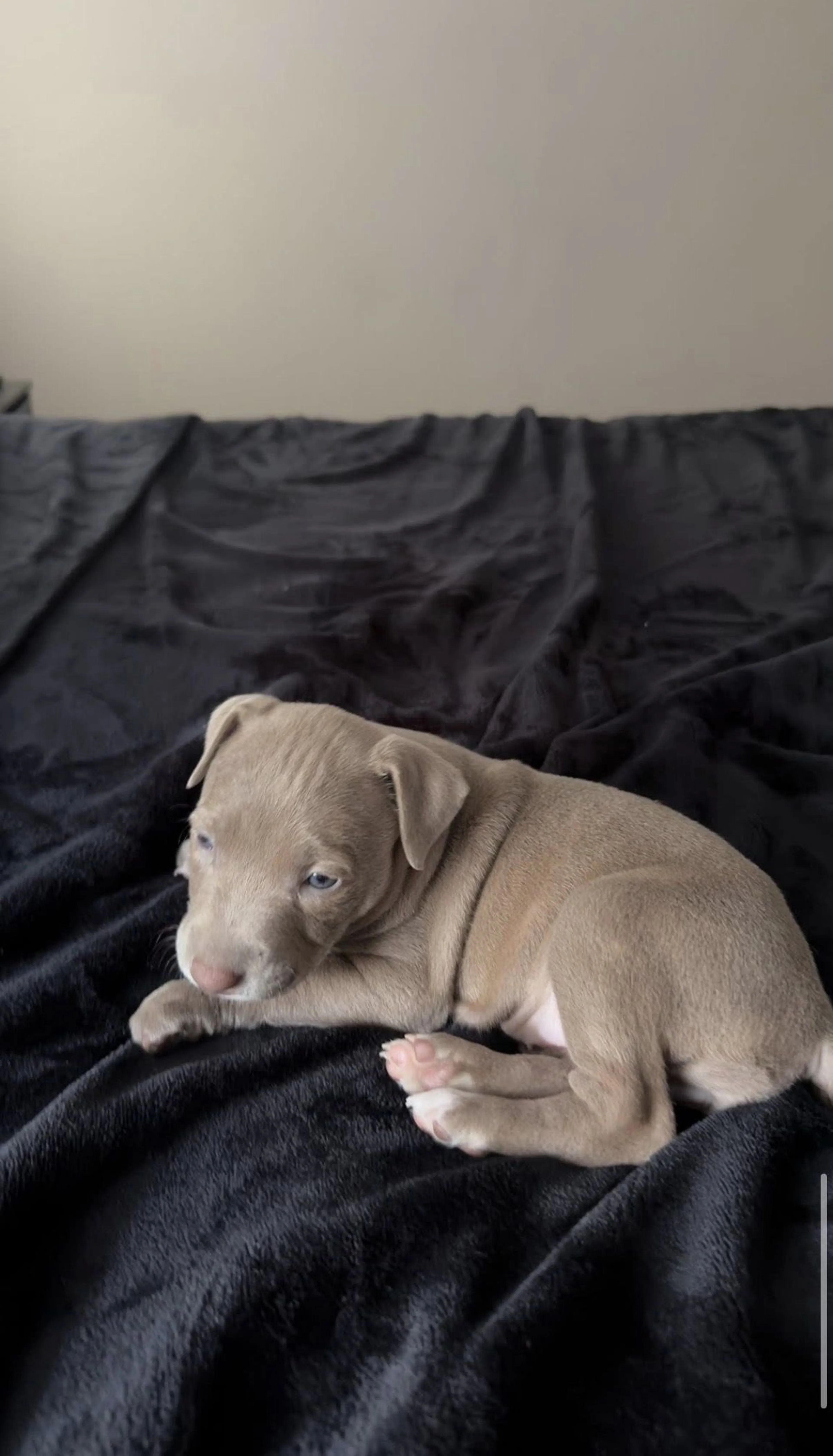 Lost pet-3