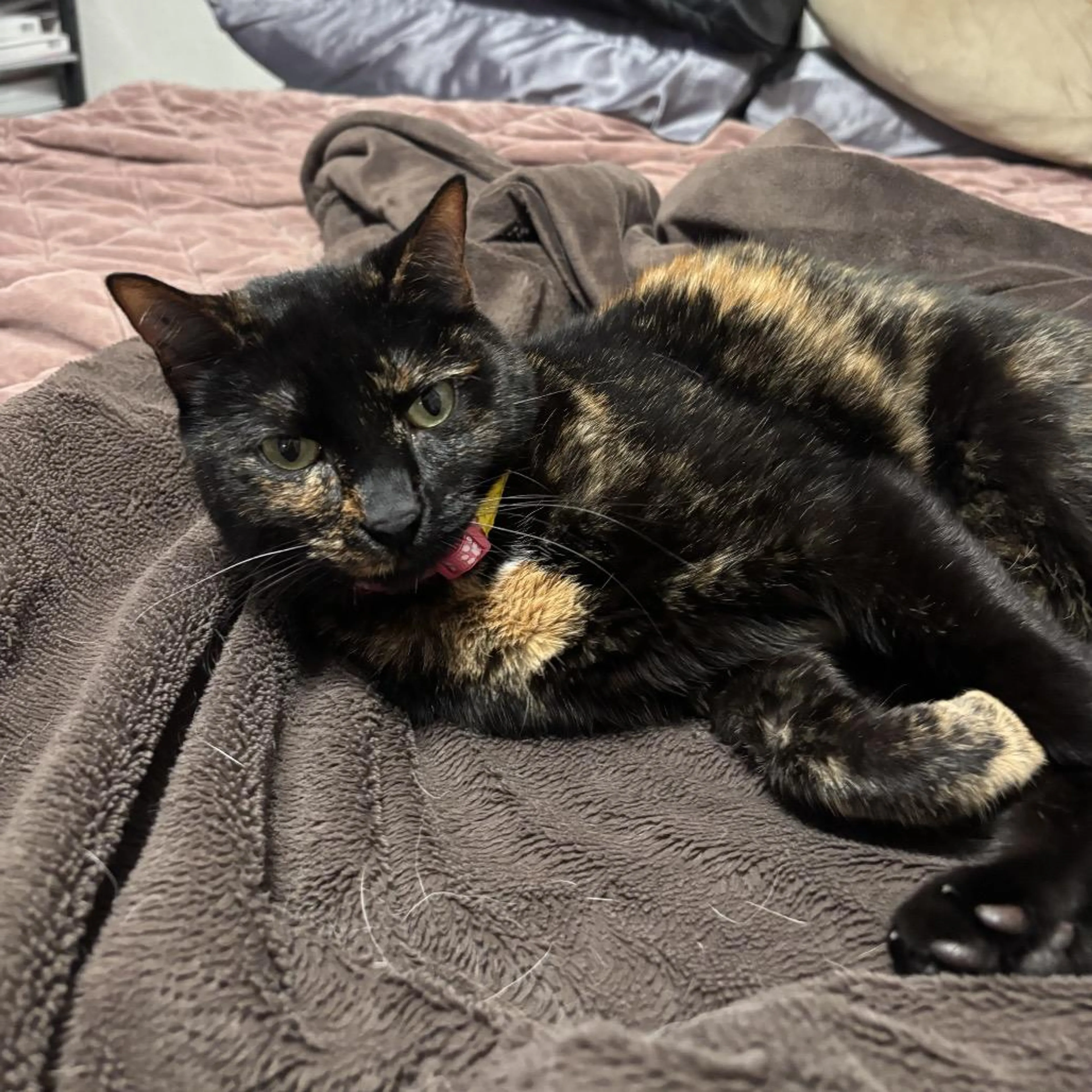 Found pet-0