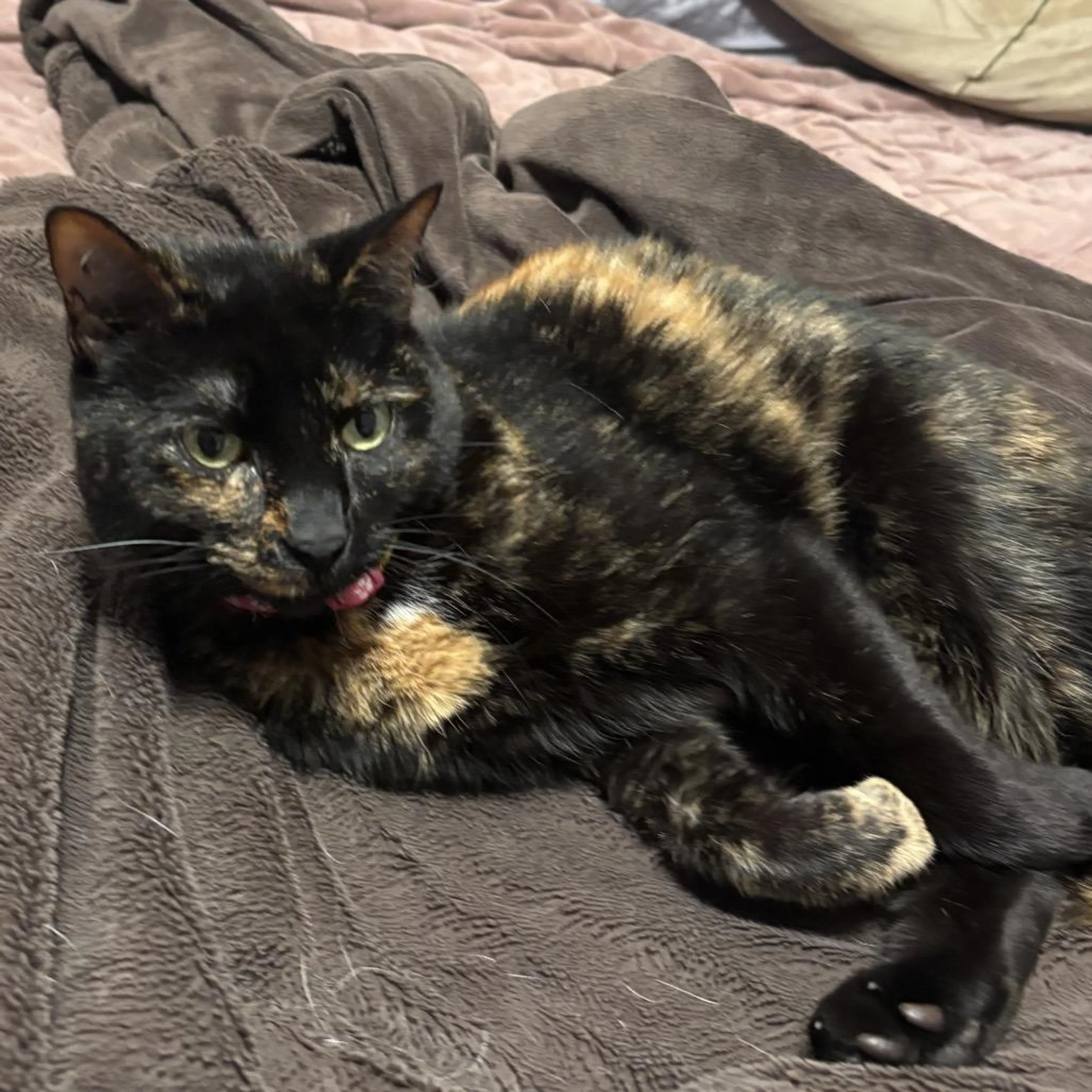 Found pet-2