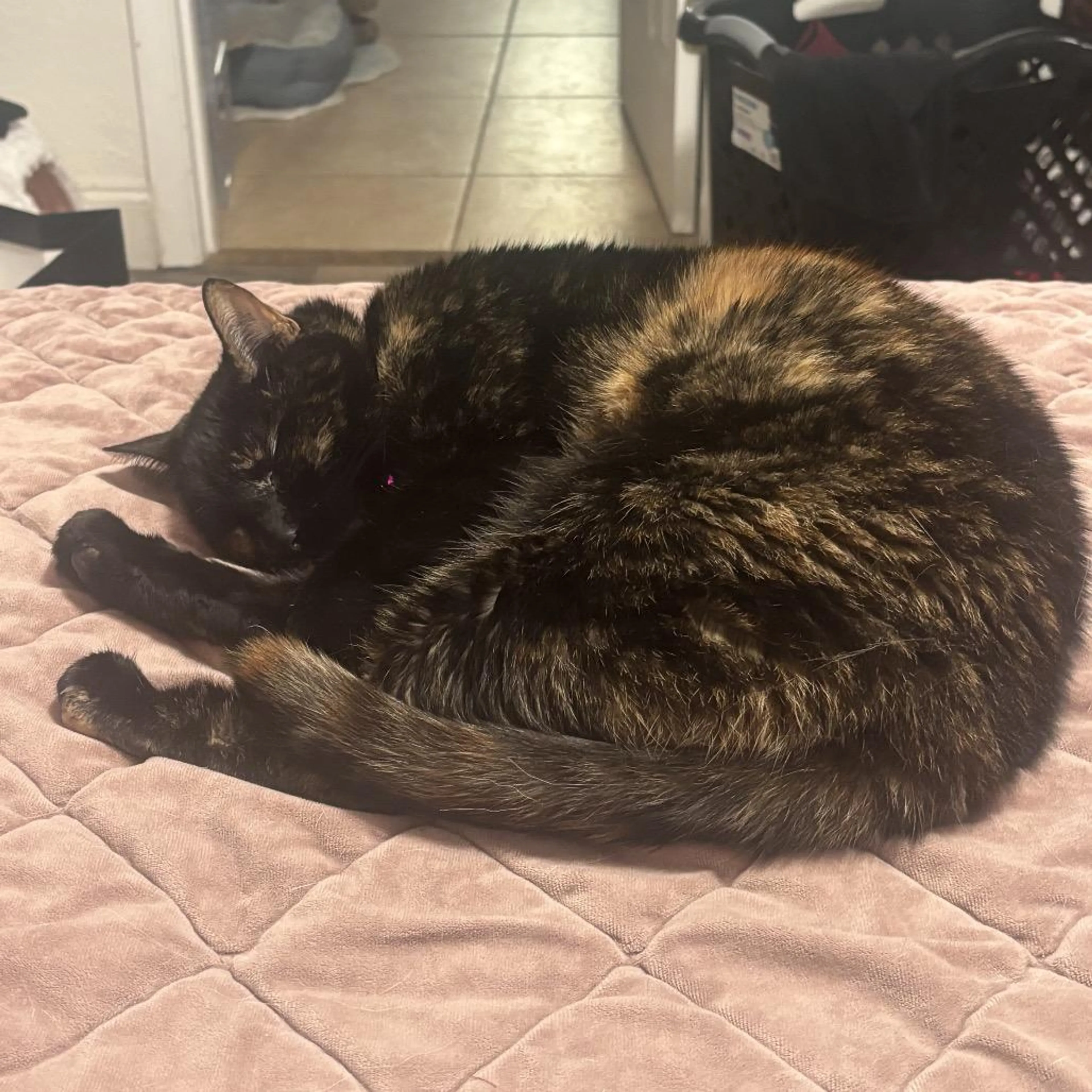 Found pet-4