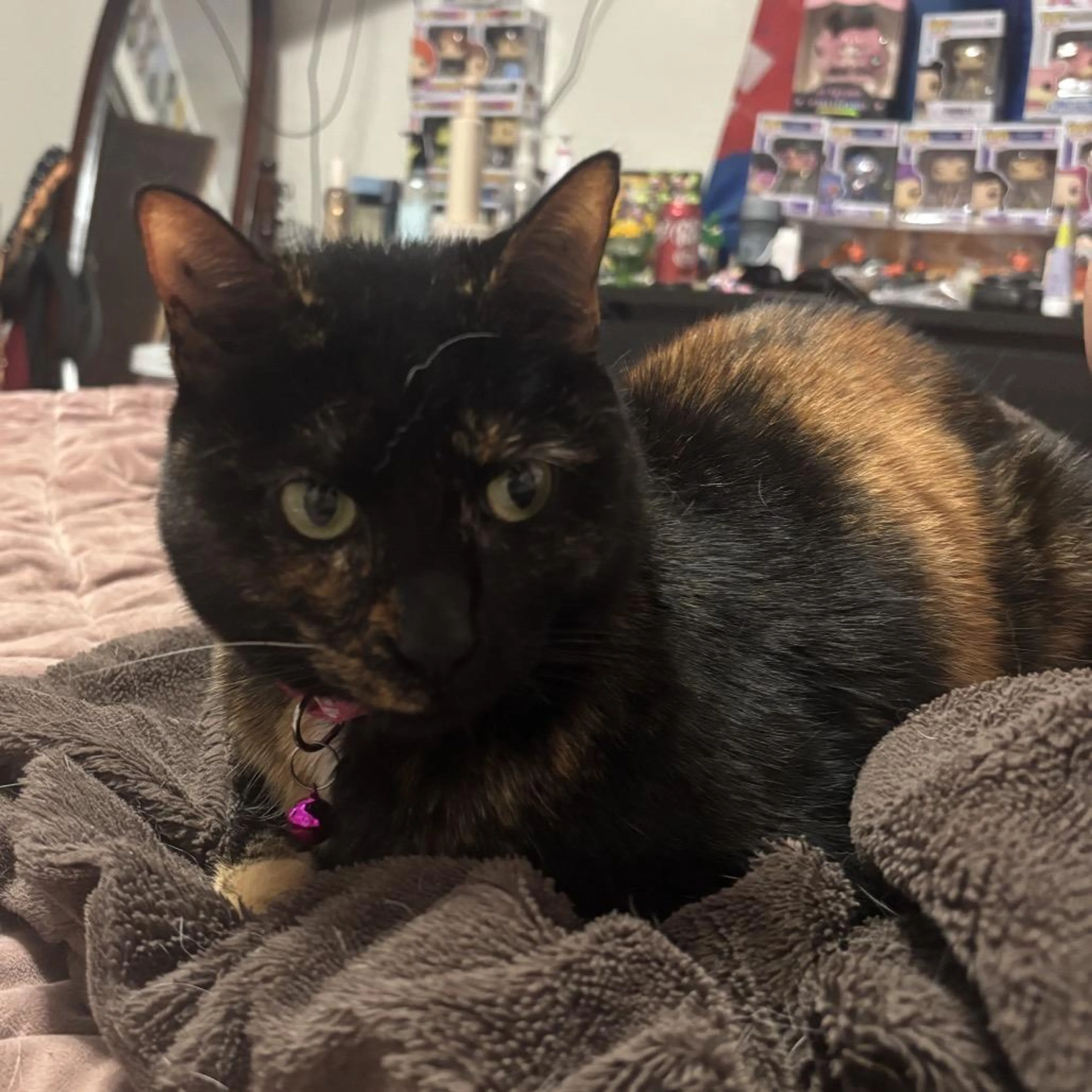 Found pet-3