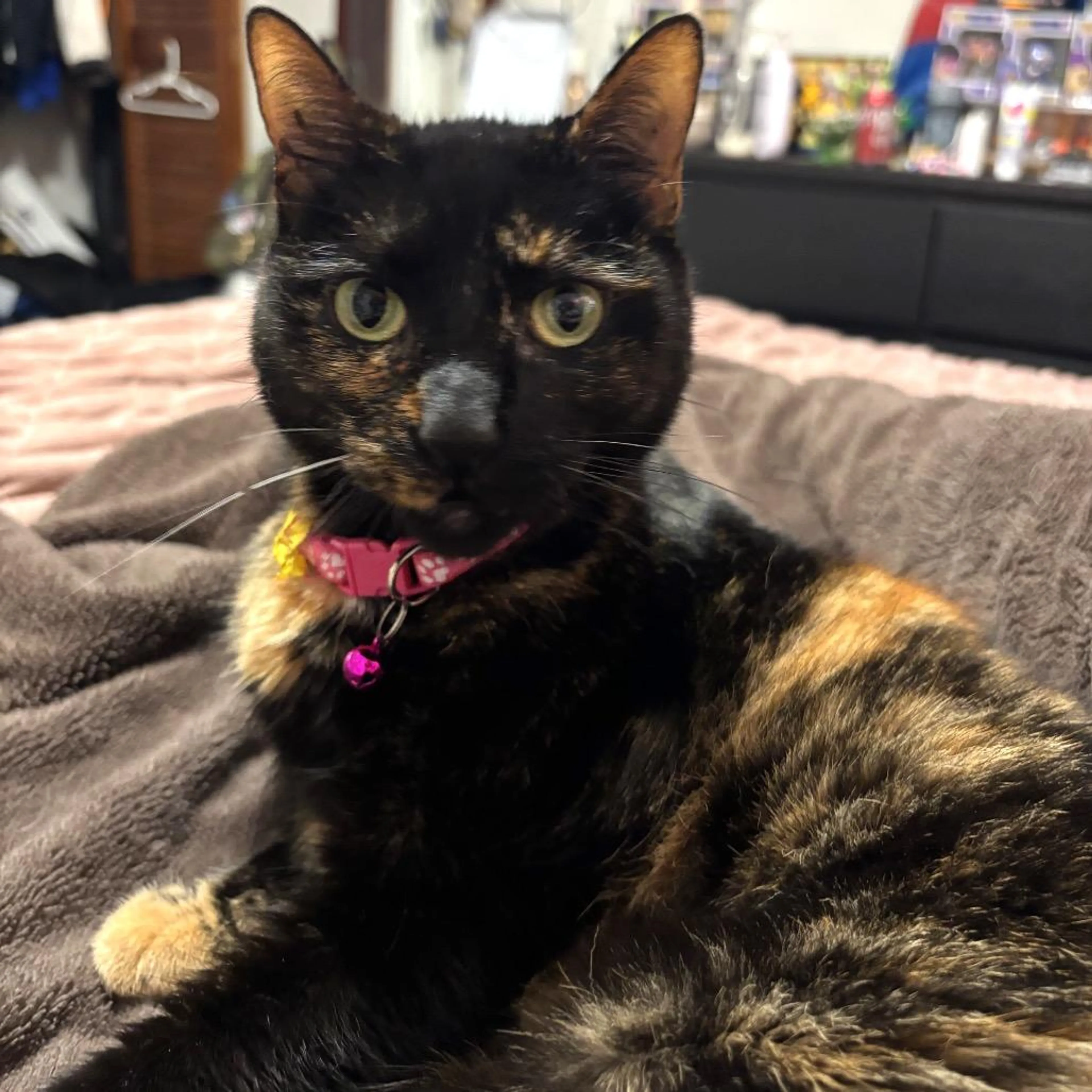 Found pet-1