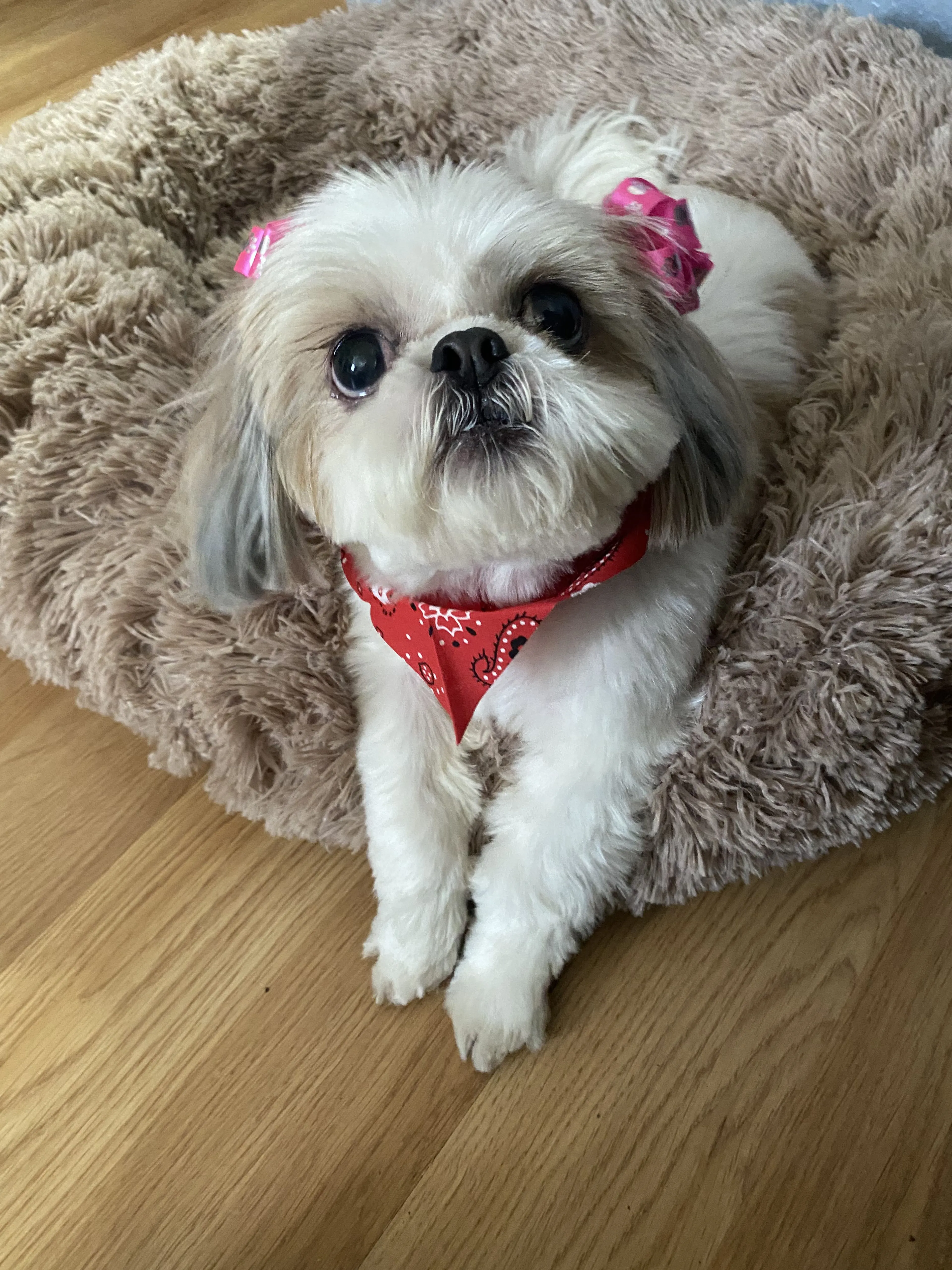 Lost pet