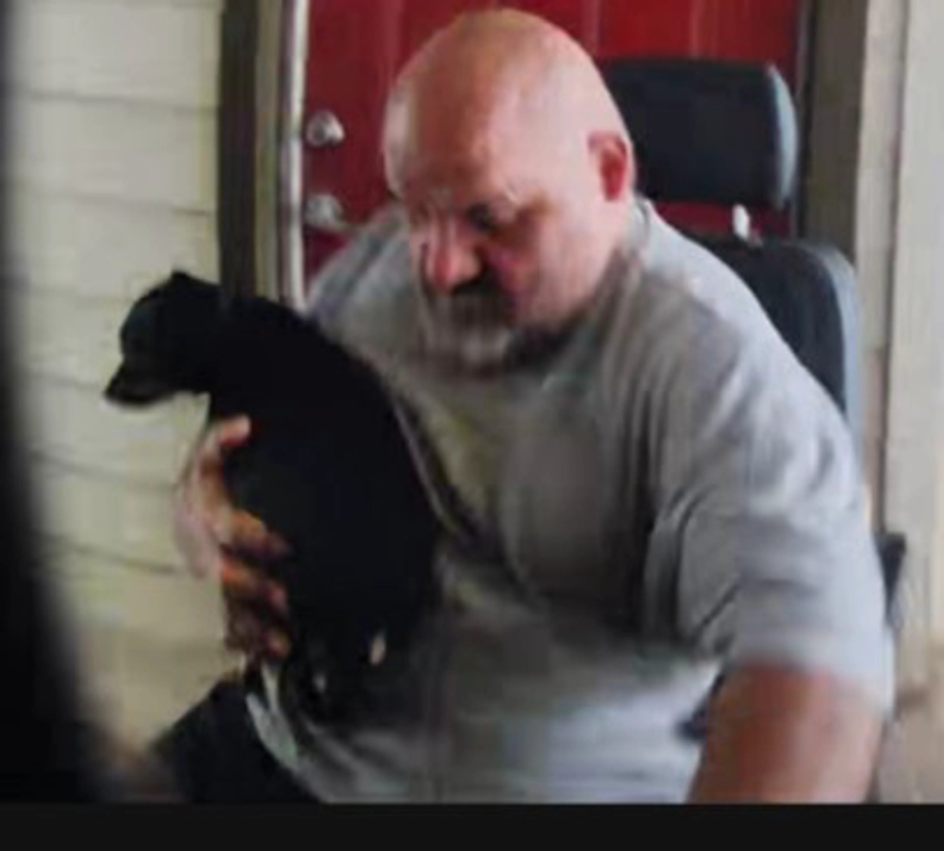 Lost pet-2