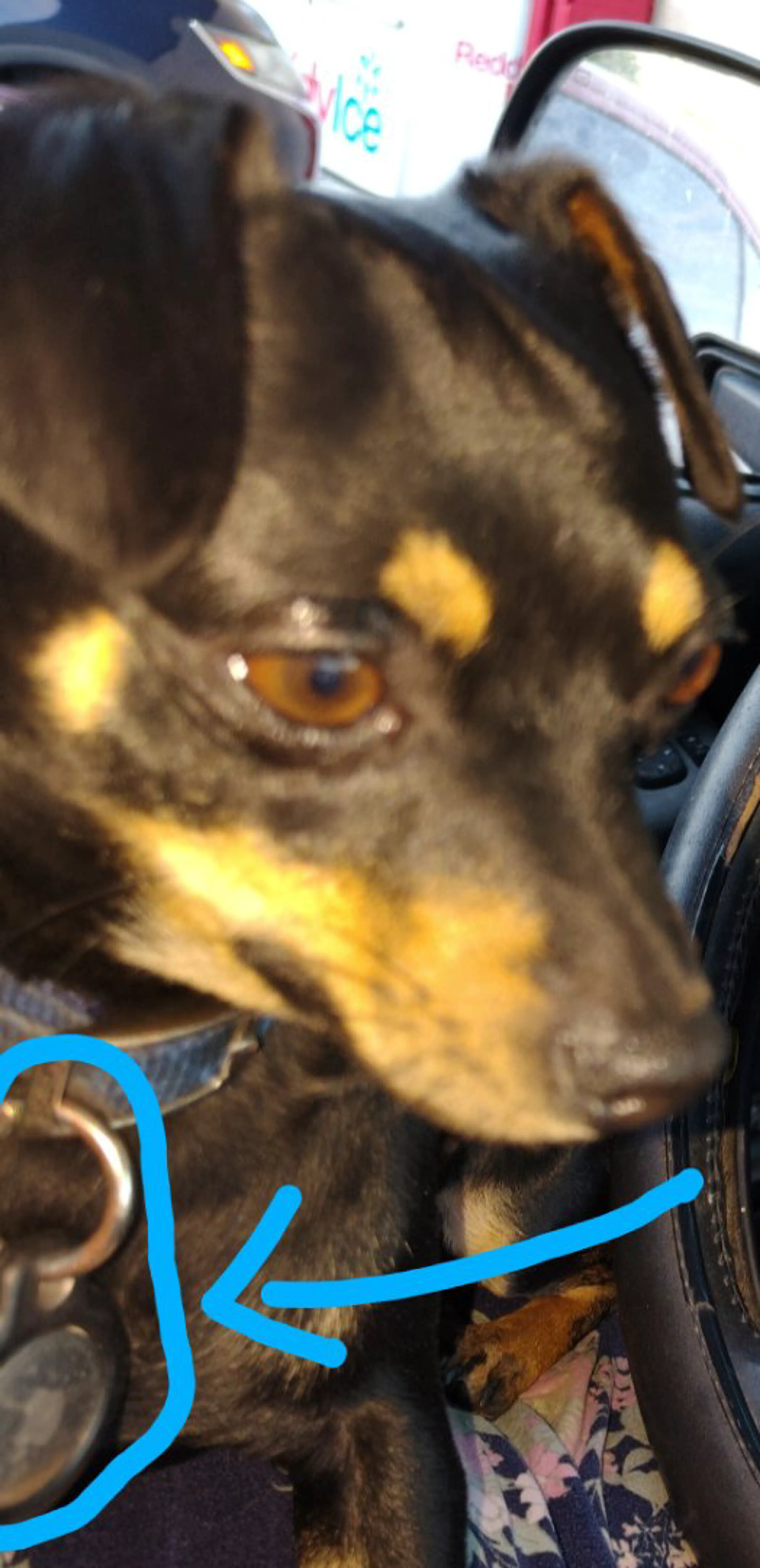Lost pet-1