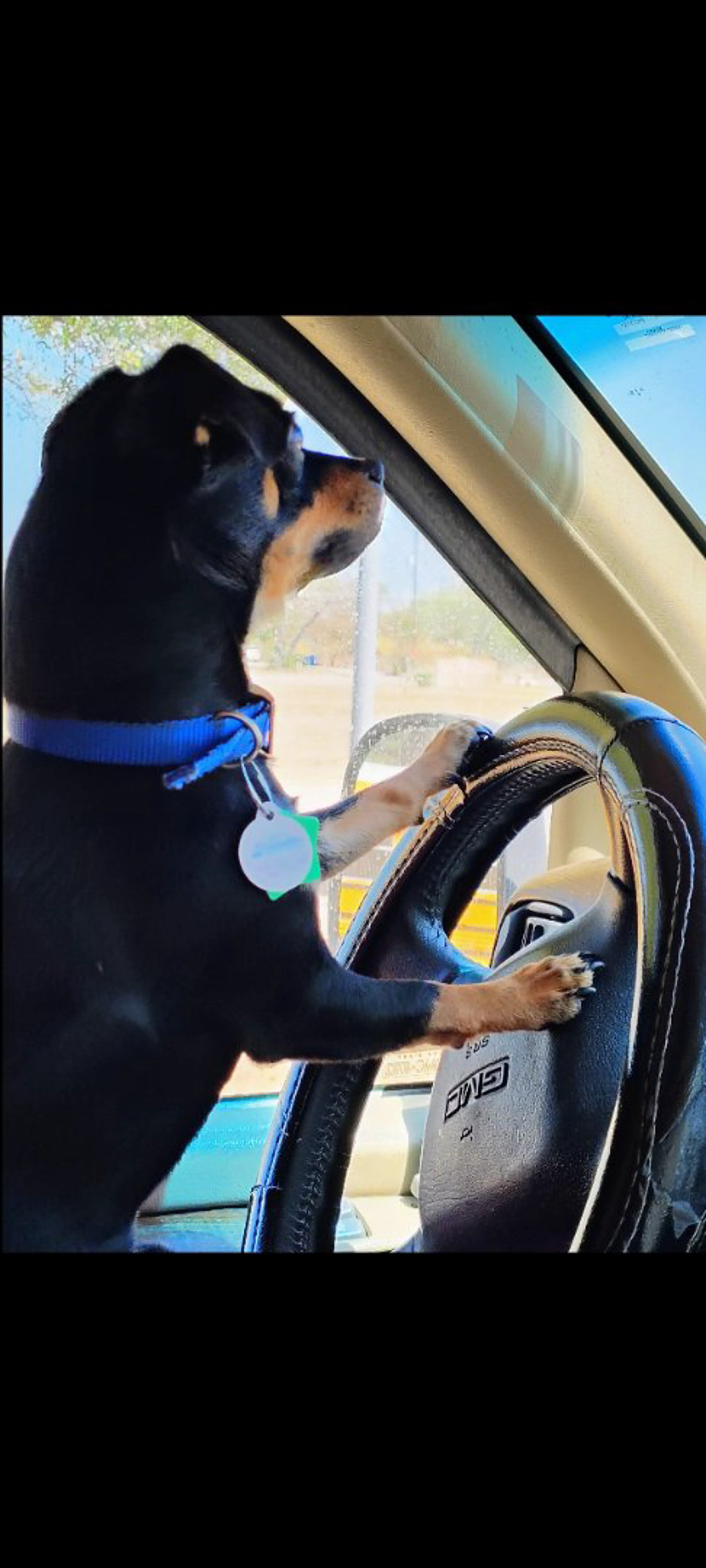 Lost pet-0
