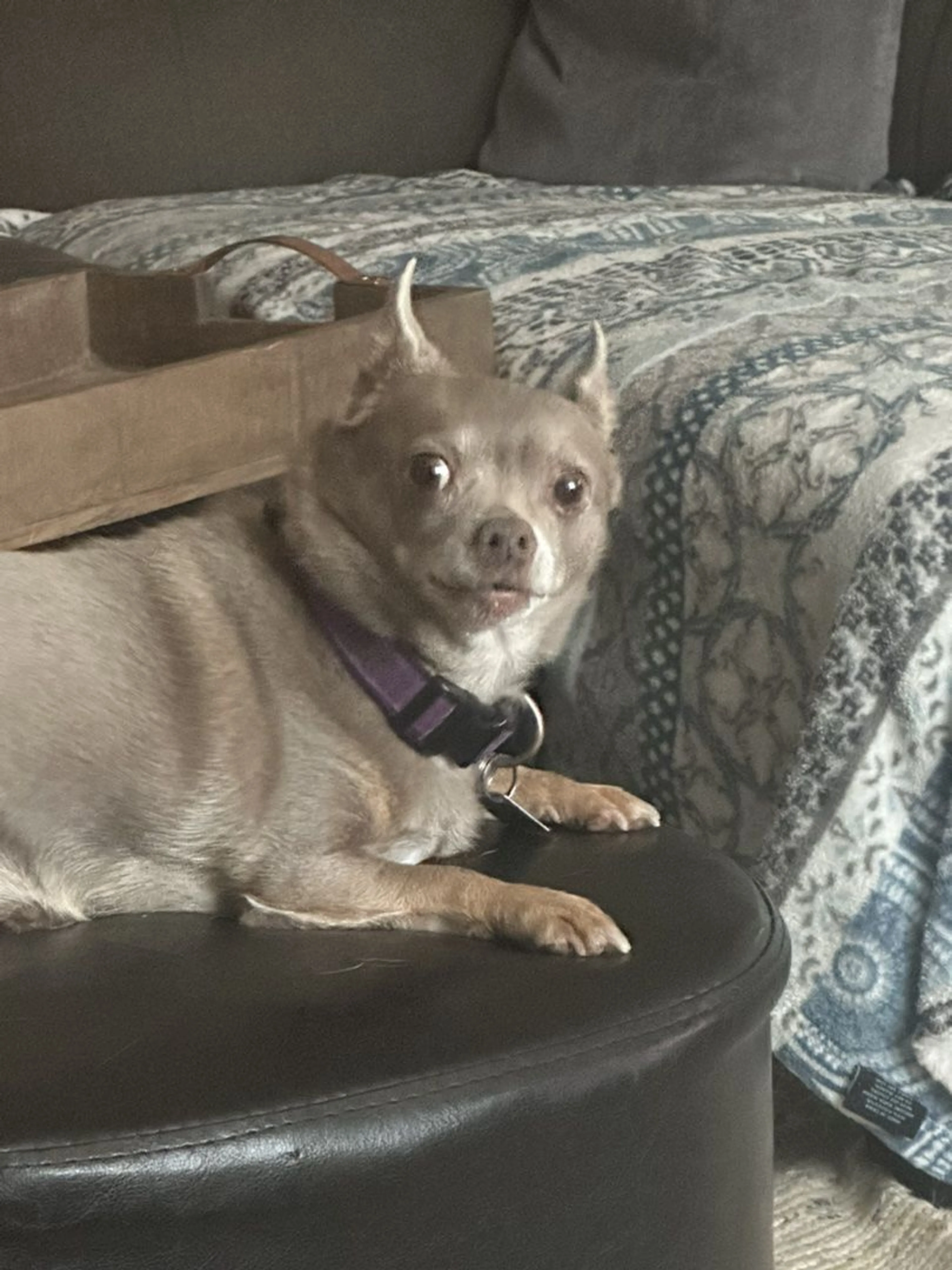 Lost pet-2