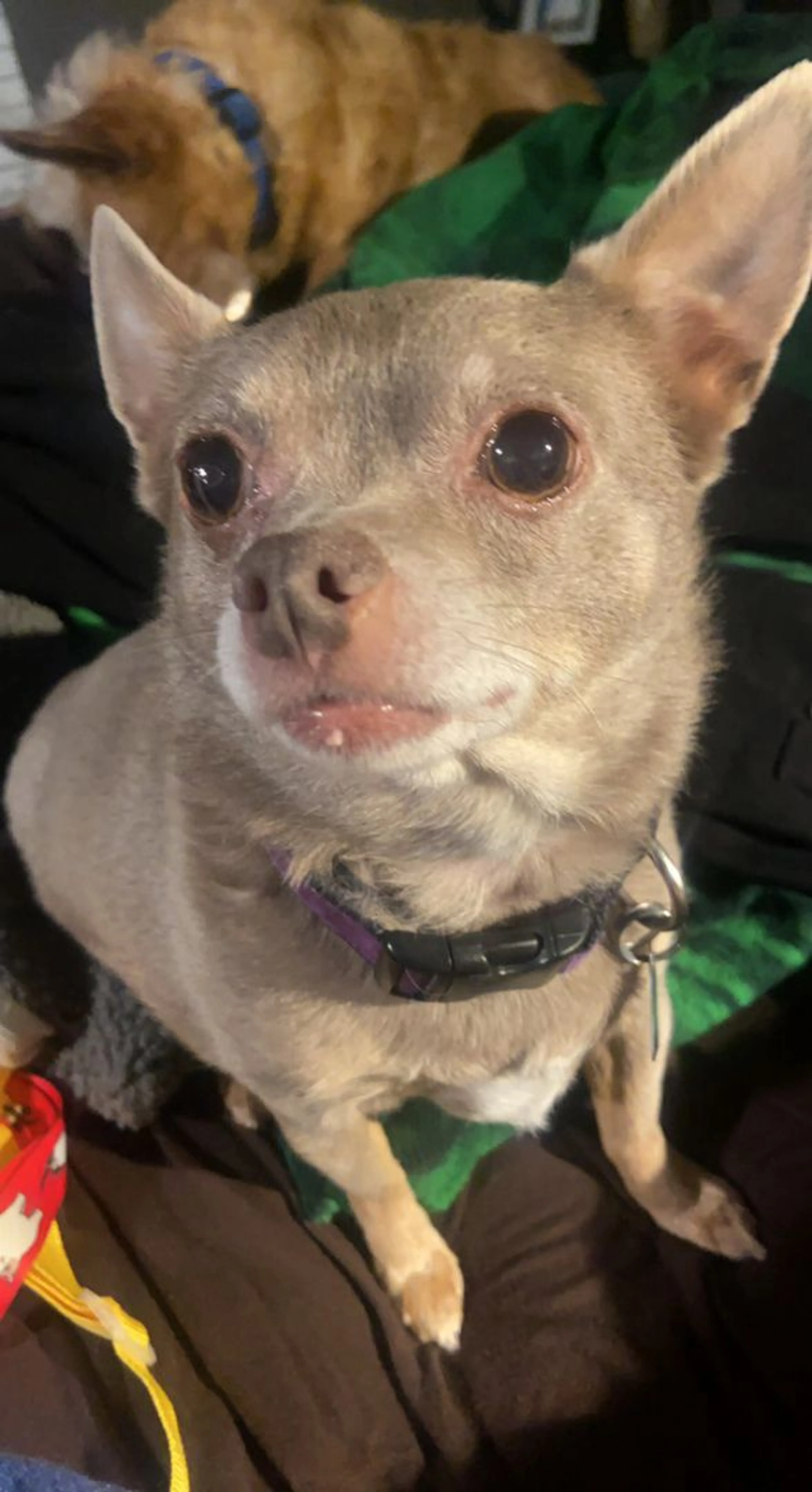 Lost pet-3