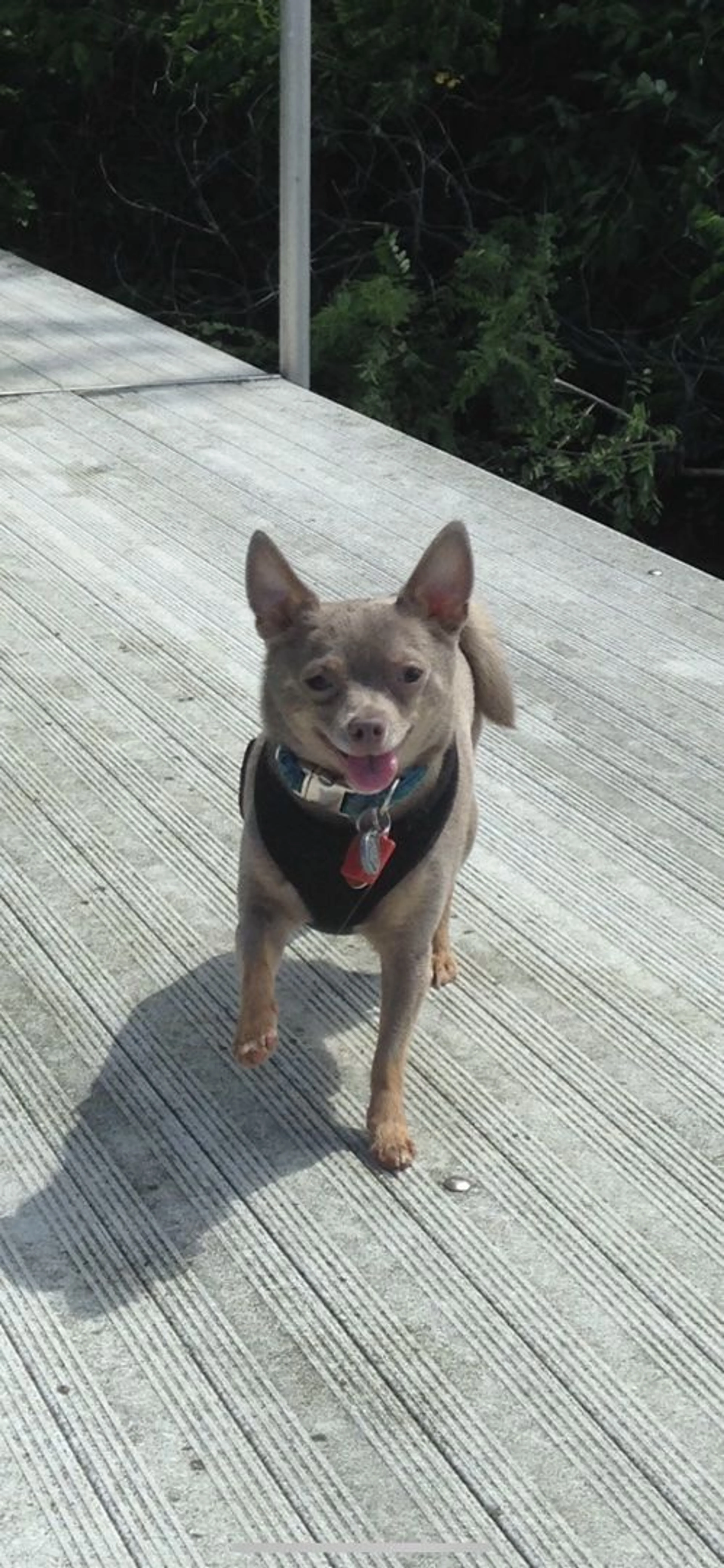 Lost pet-1