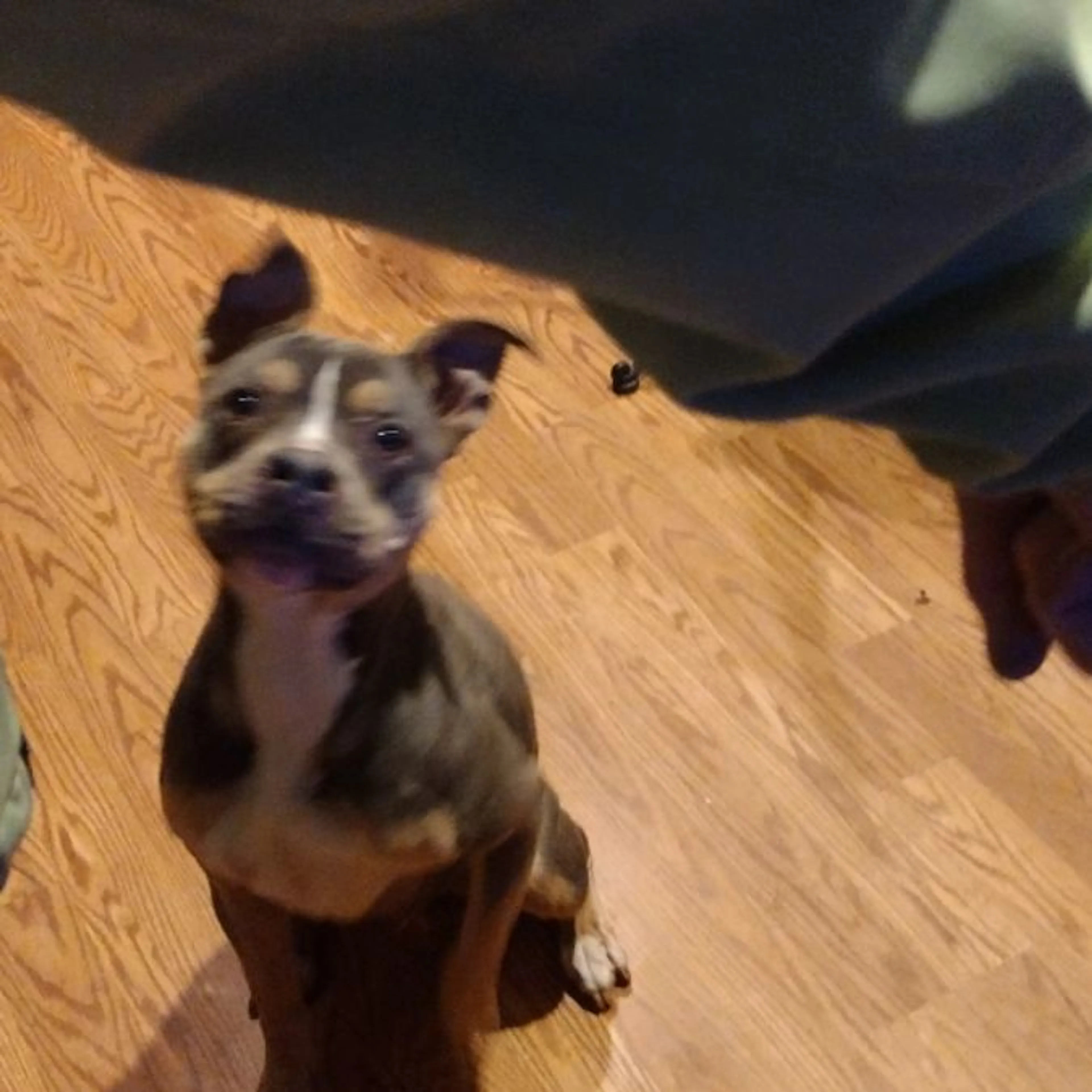 Found pet