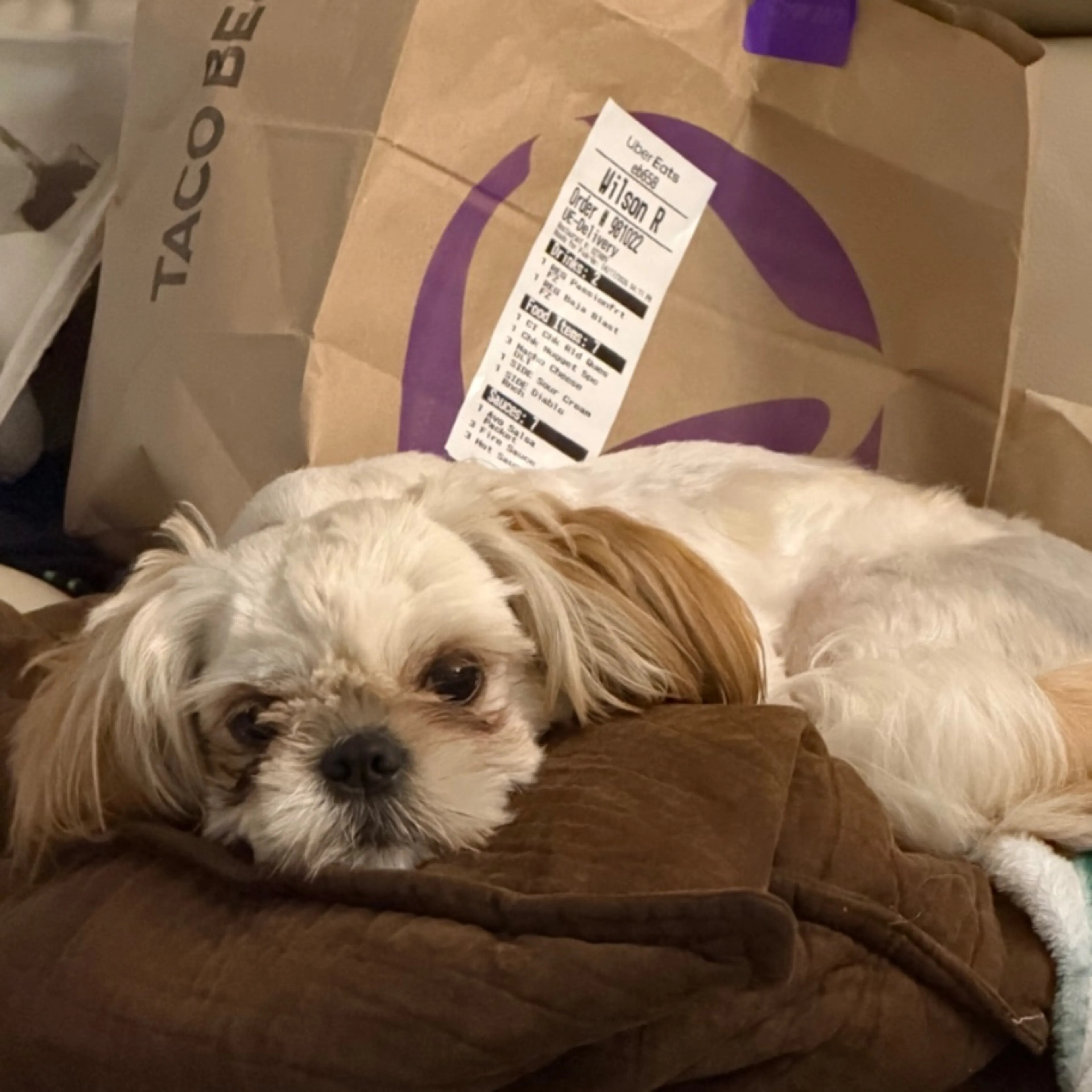 Lost pet