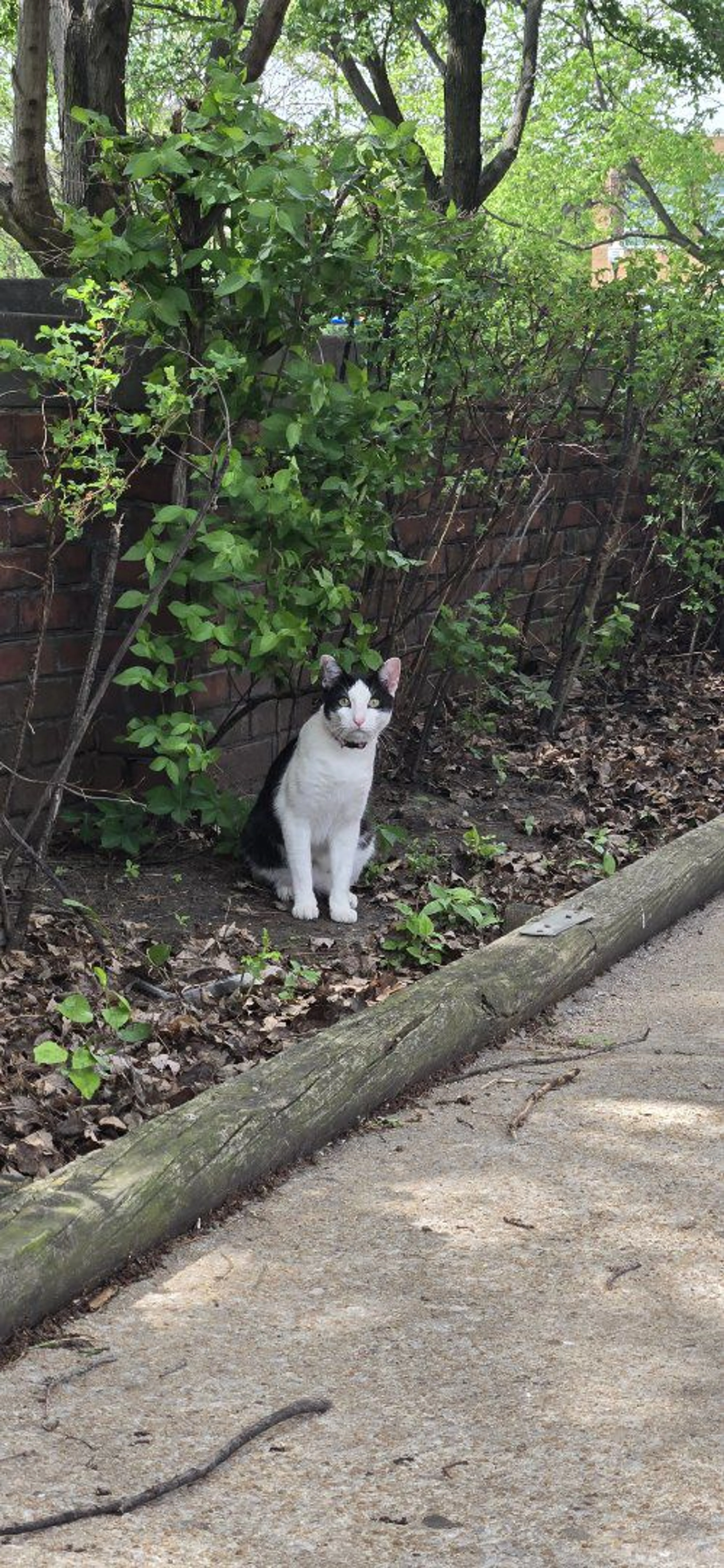 Lost pet-1