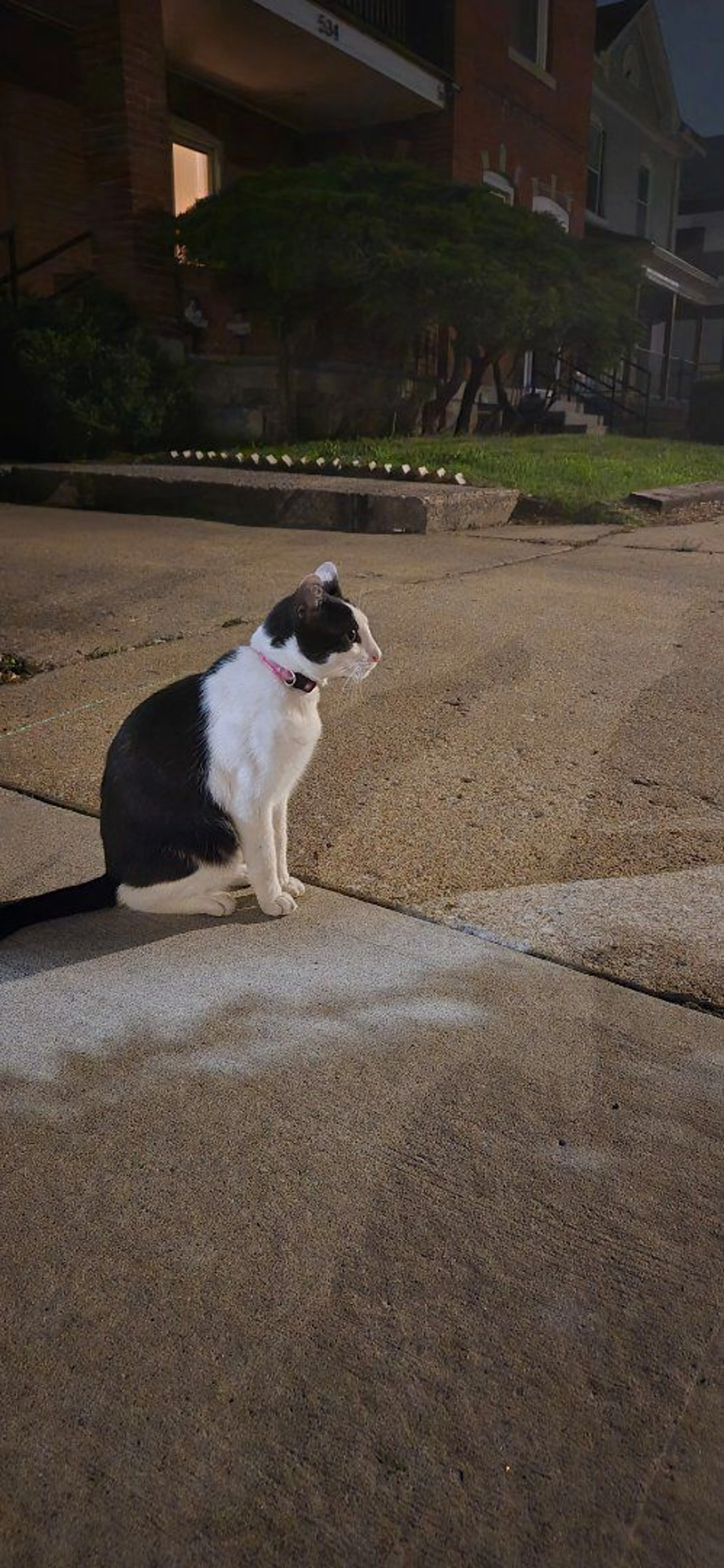 Lost pet-0