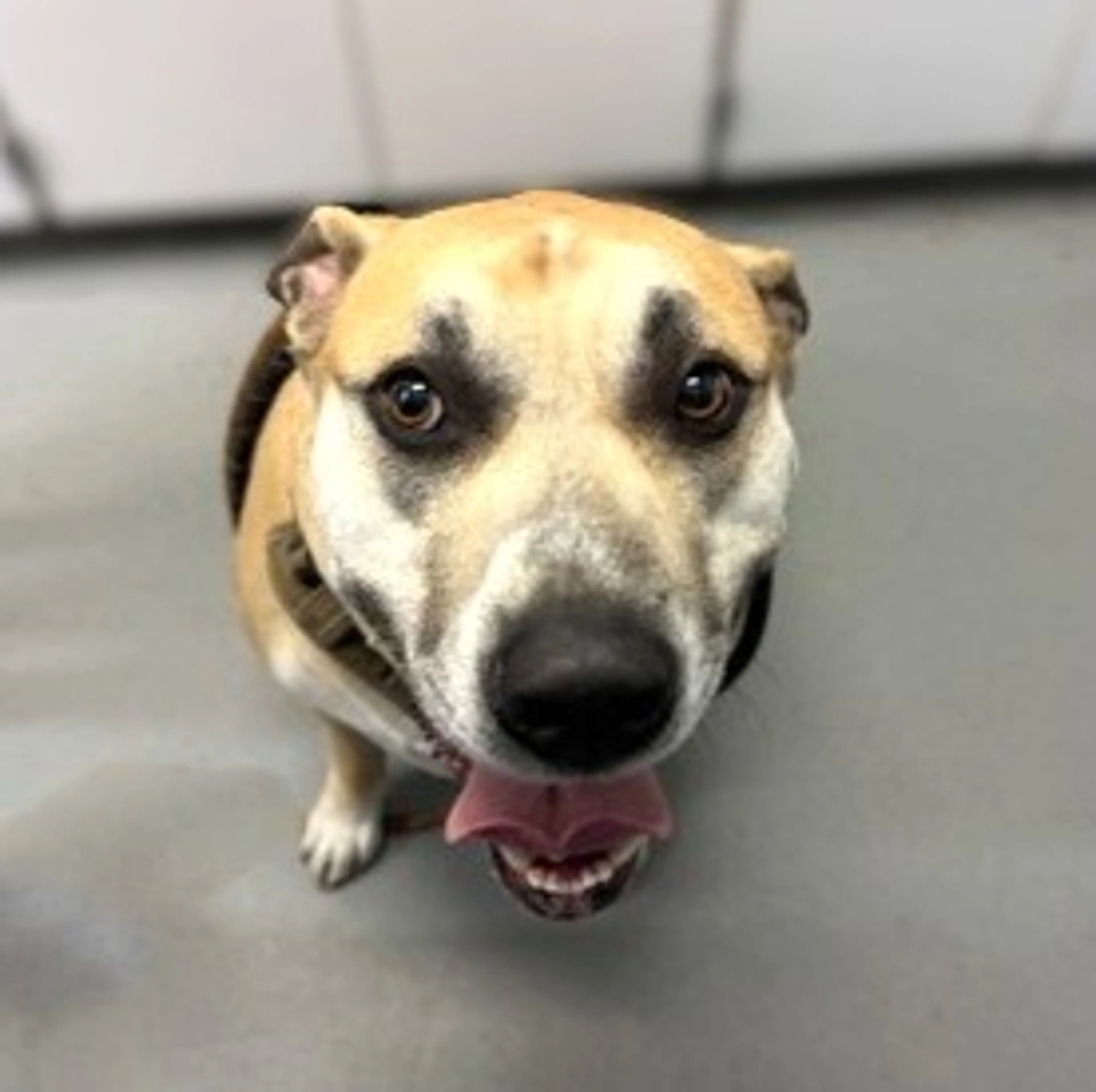 Found pet-2