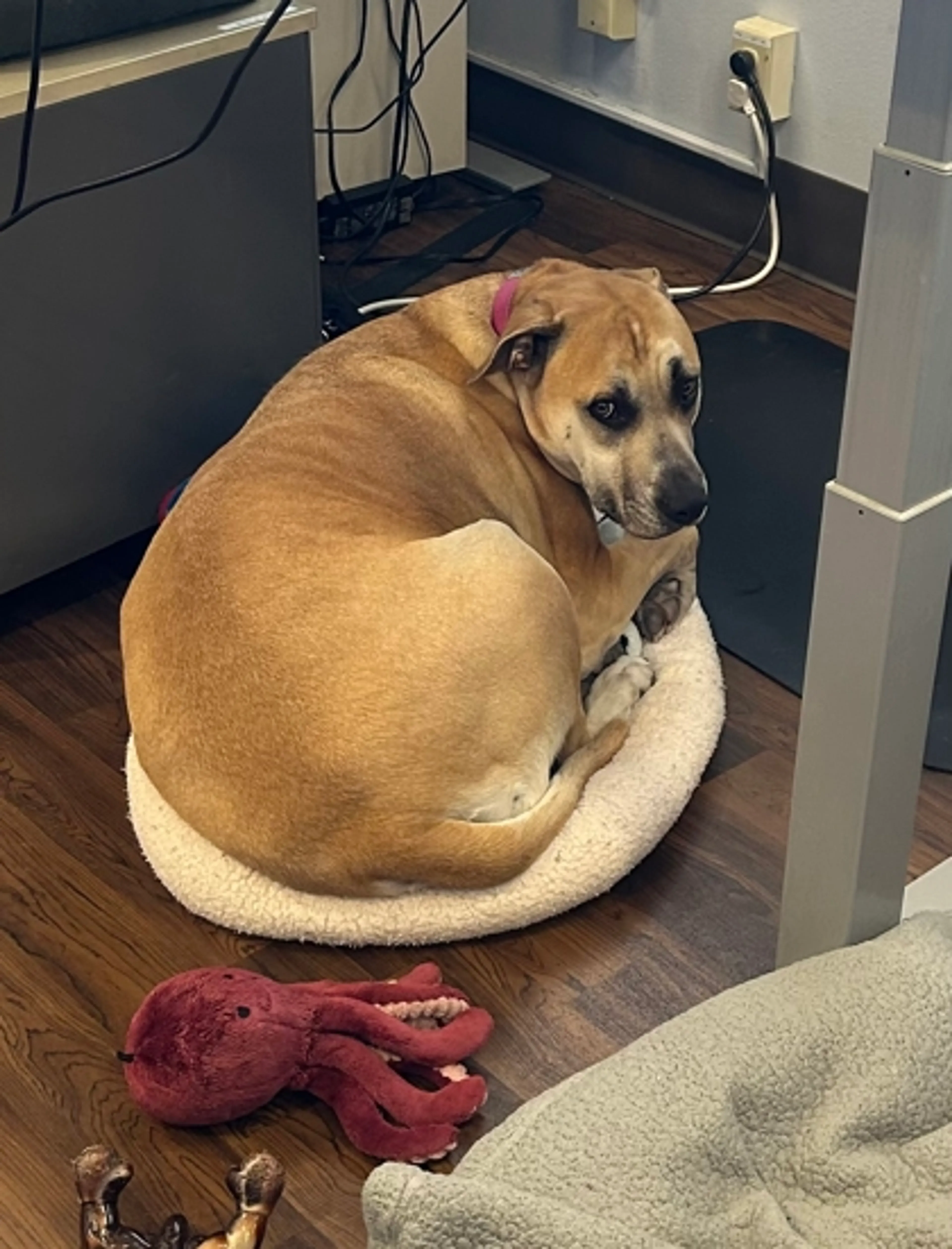 Found pet-1