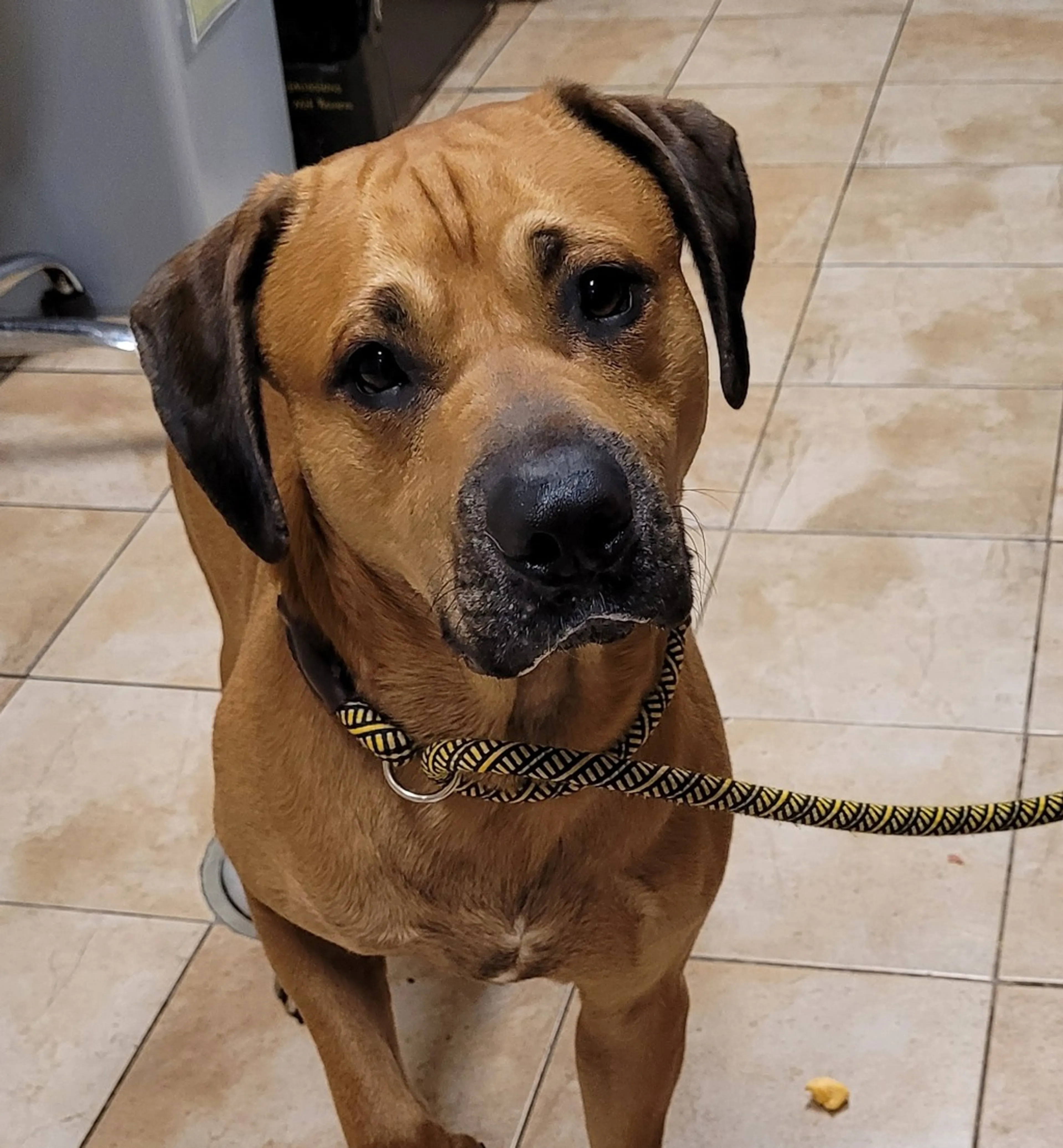 Found pet-1