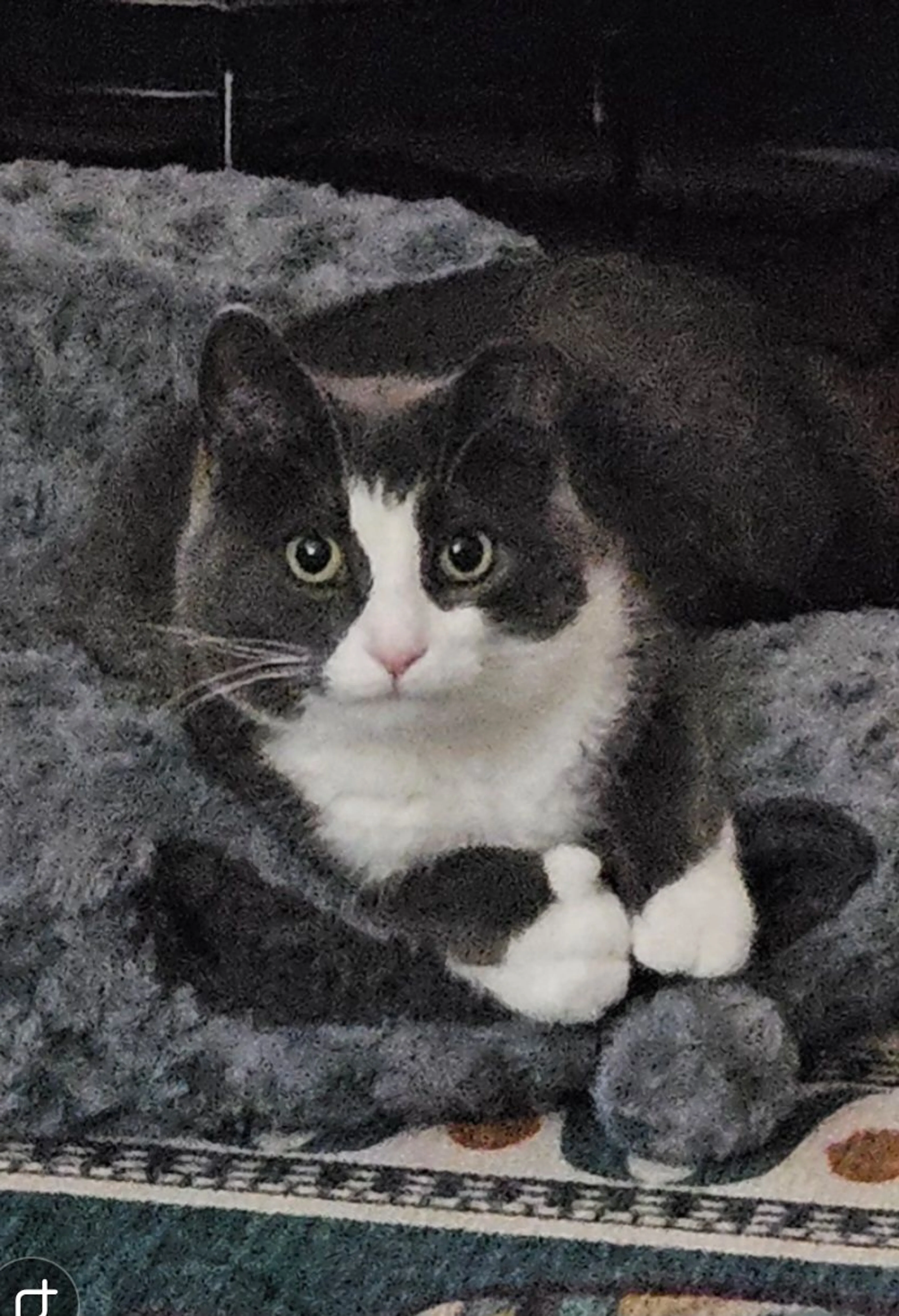 Lost pet