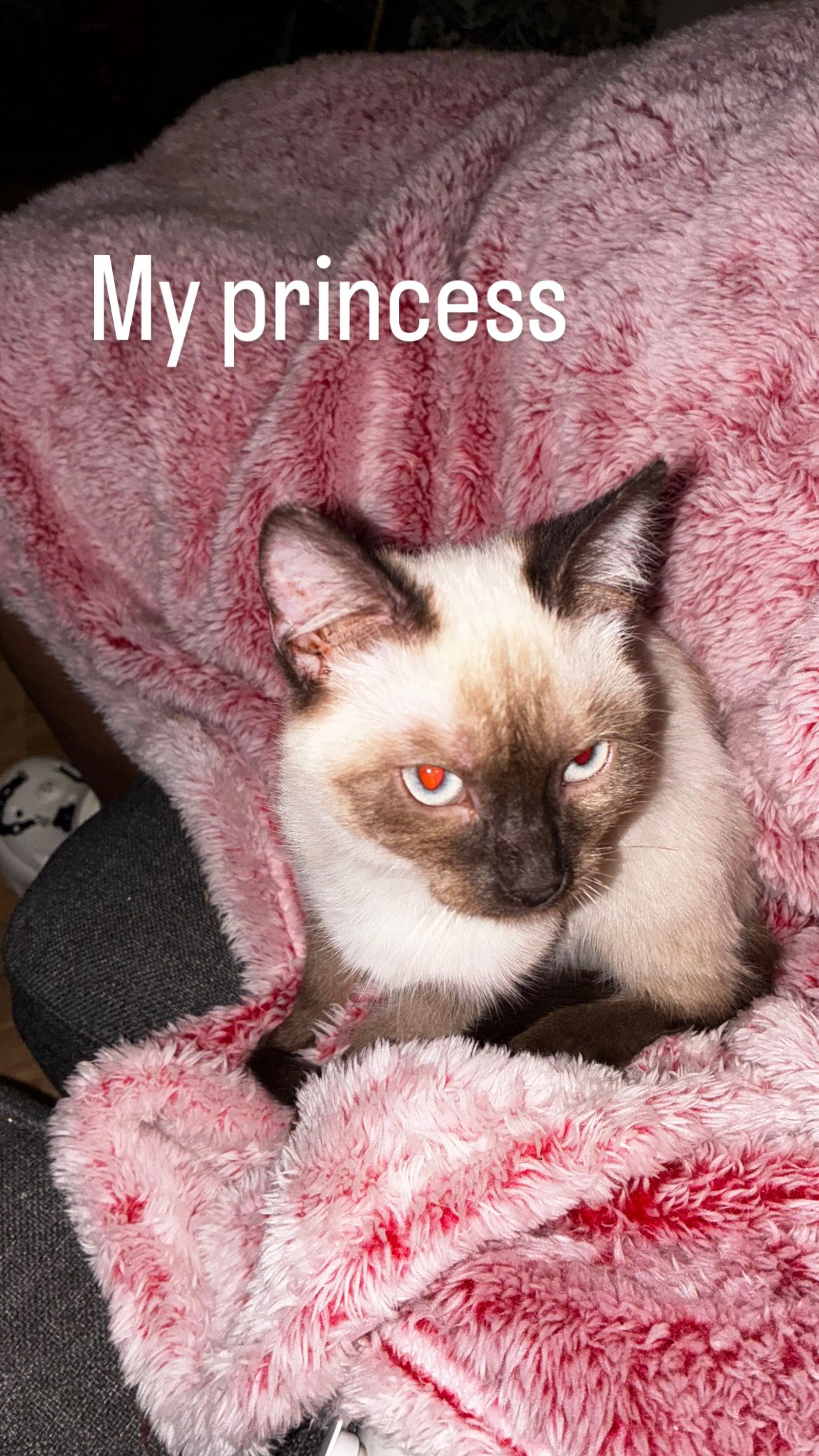 Lost pet-2