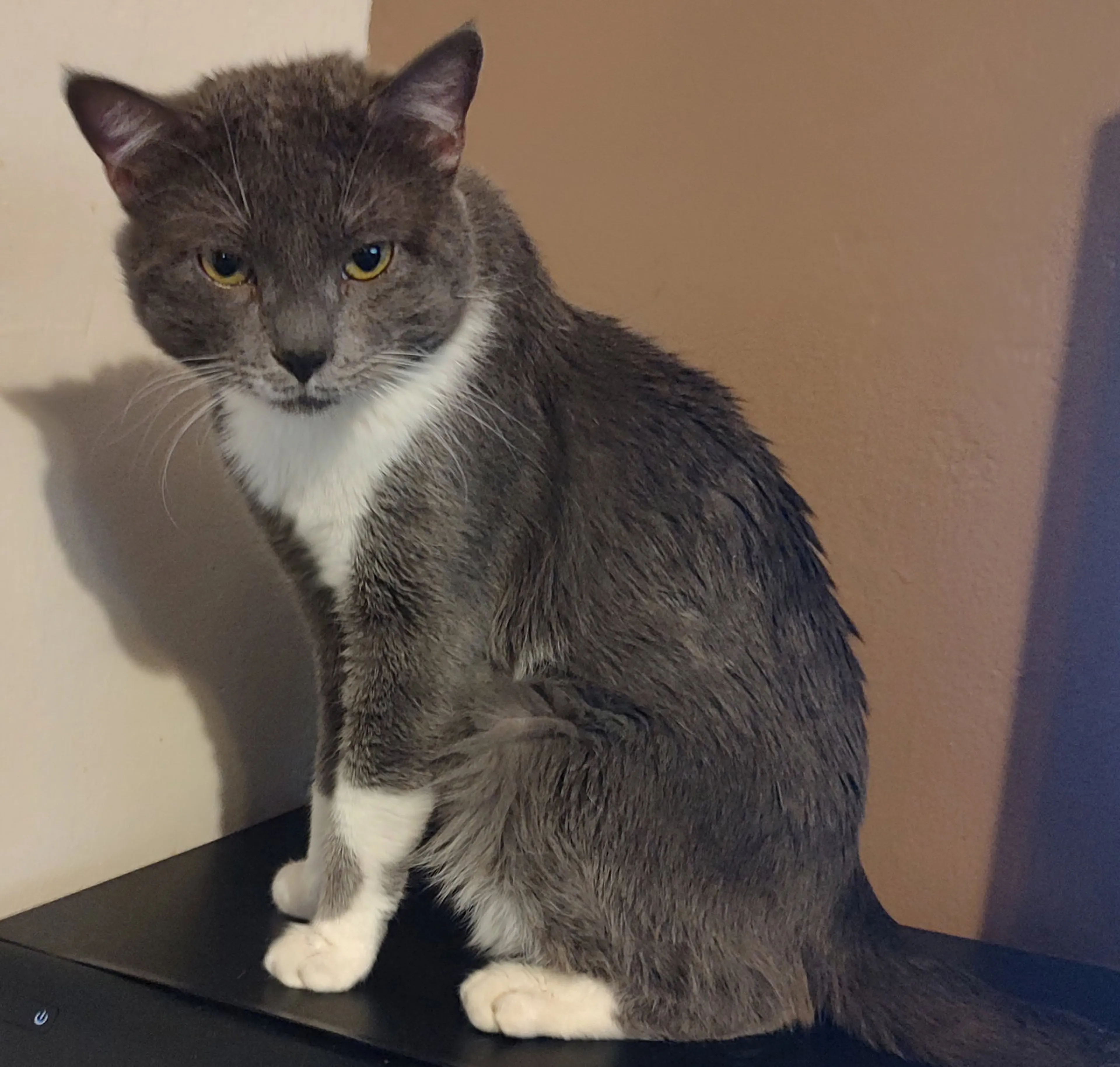 Found pet-0