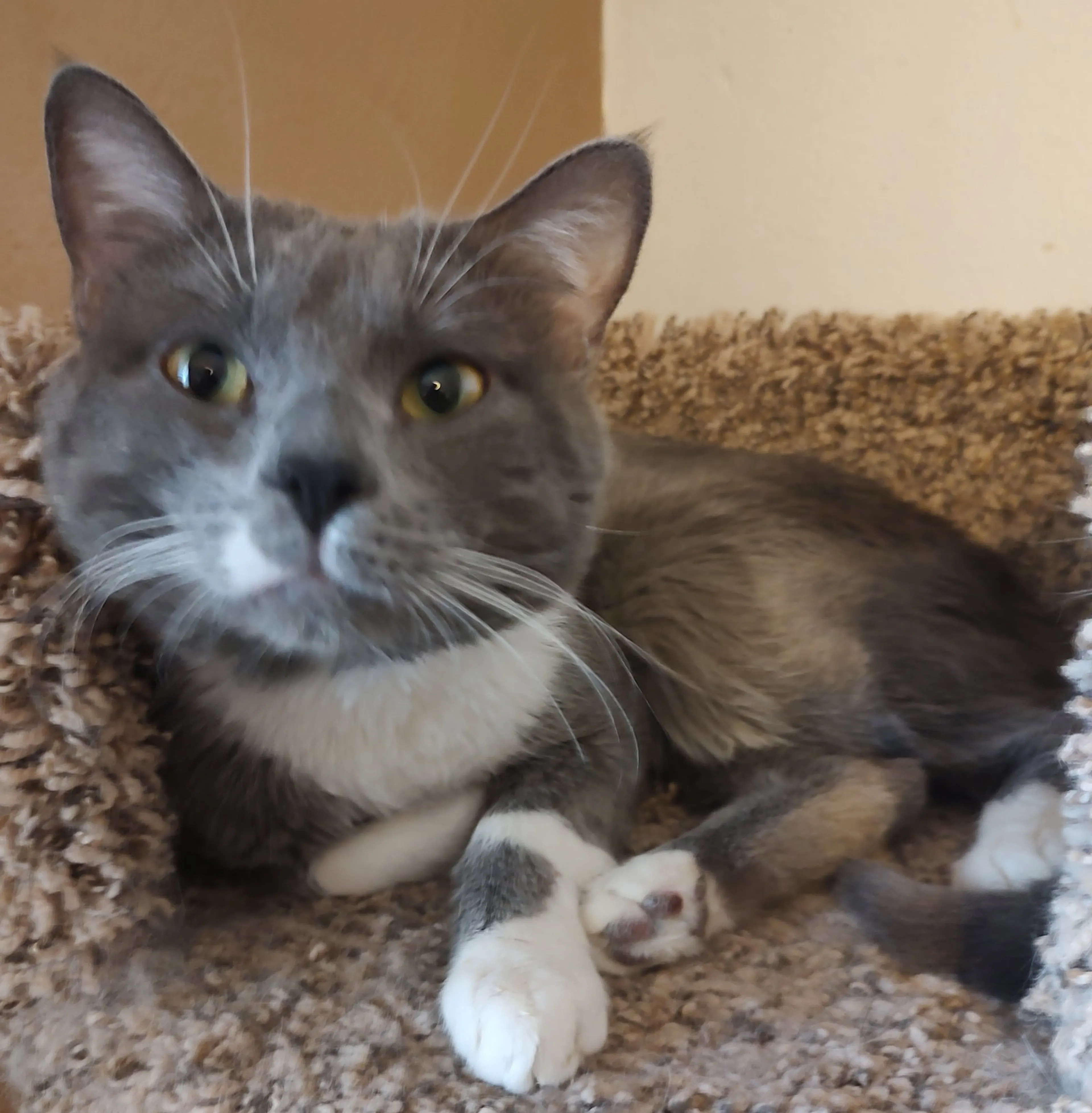 Found pet-1