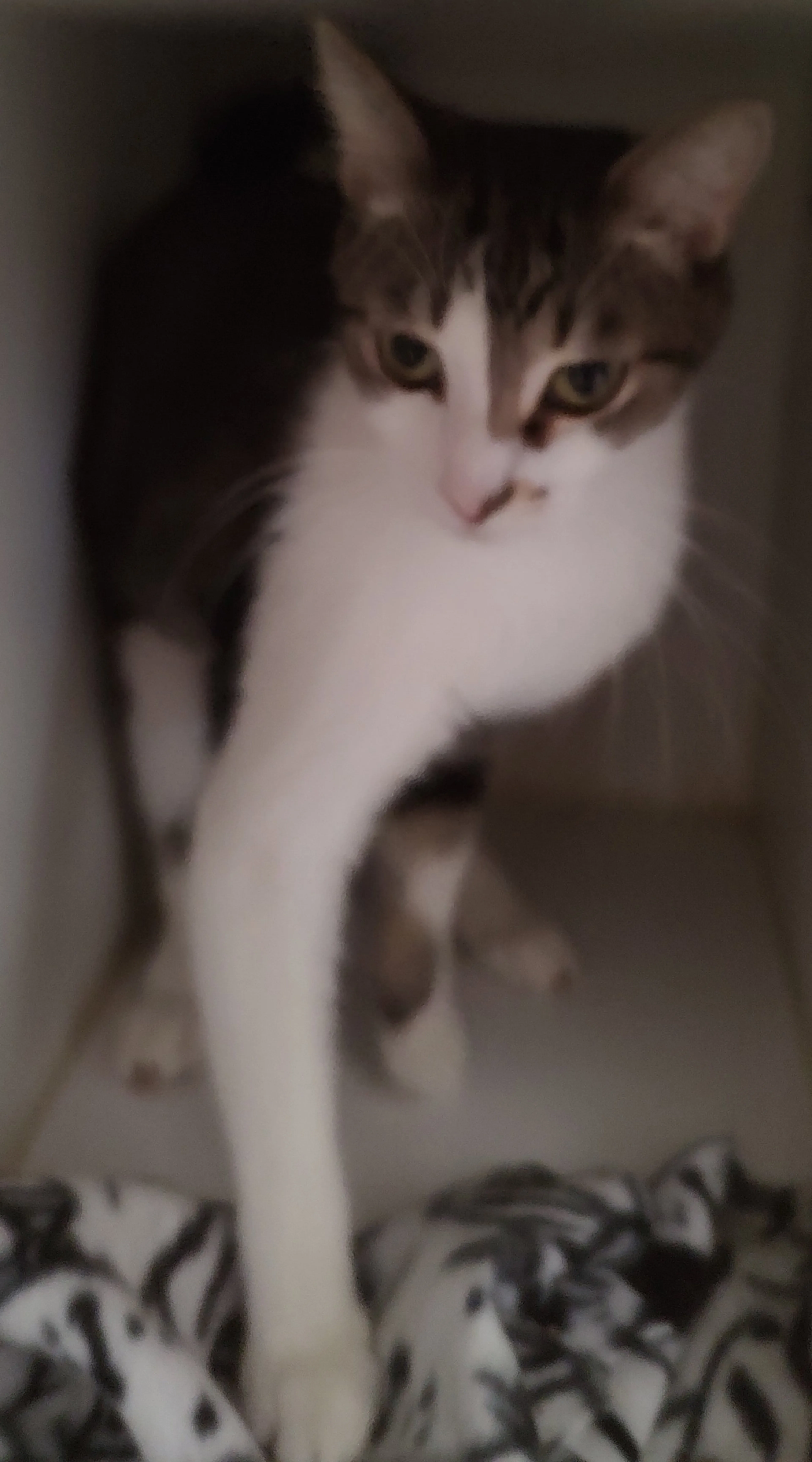 Found pet-1