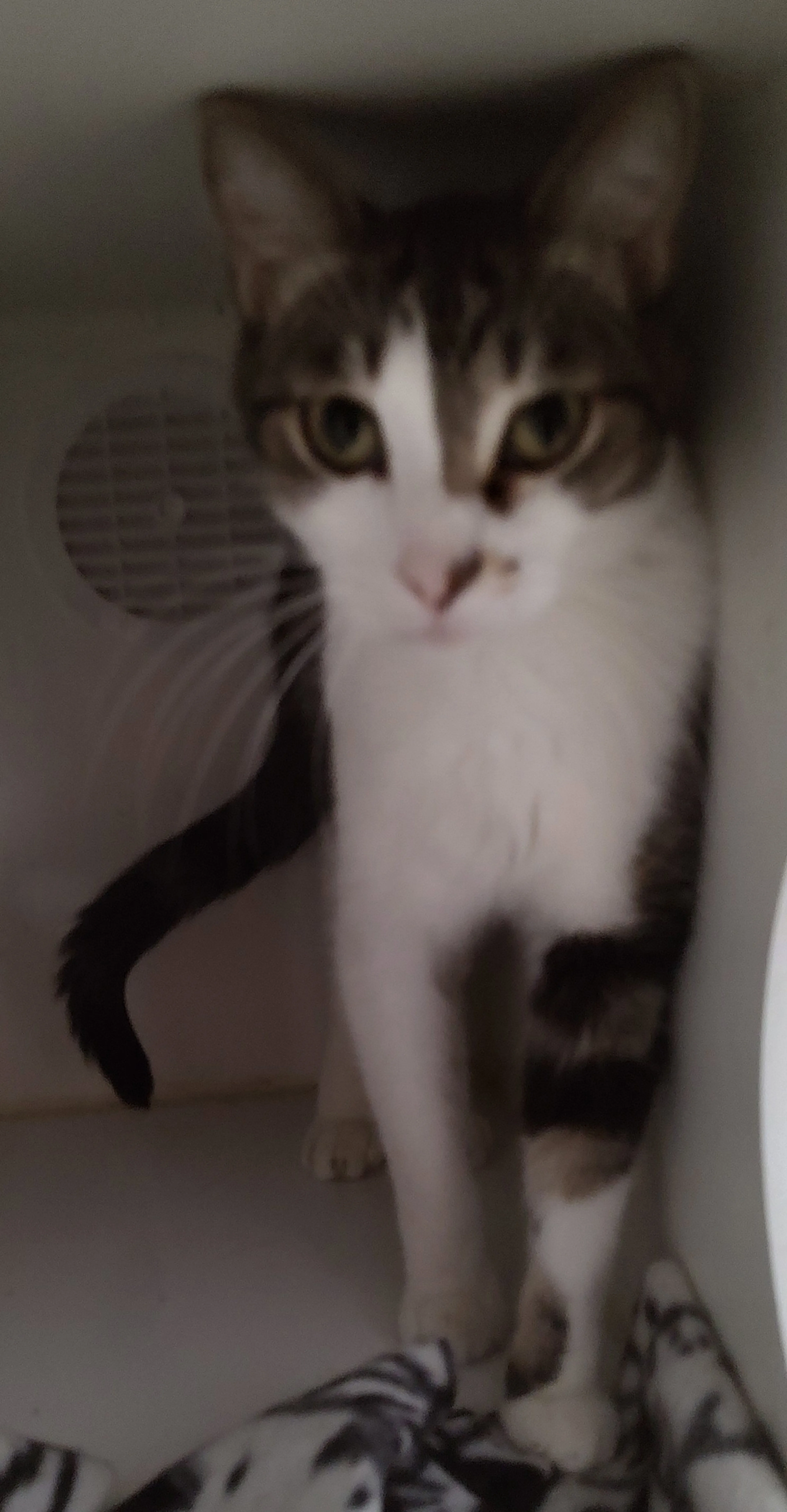 Found pet-0