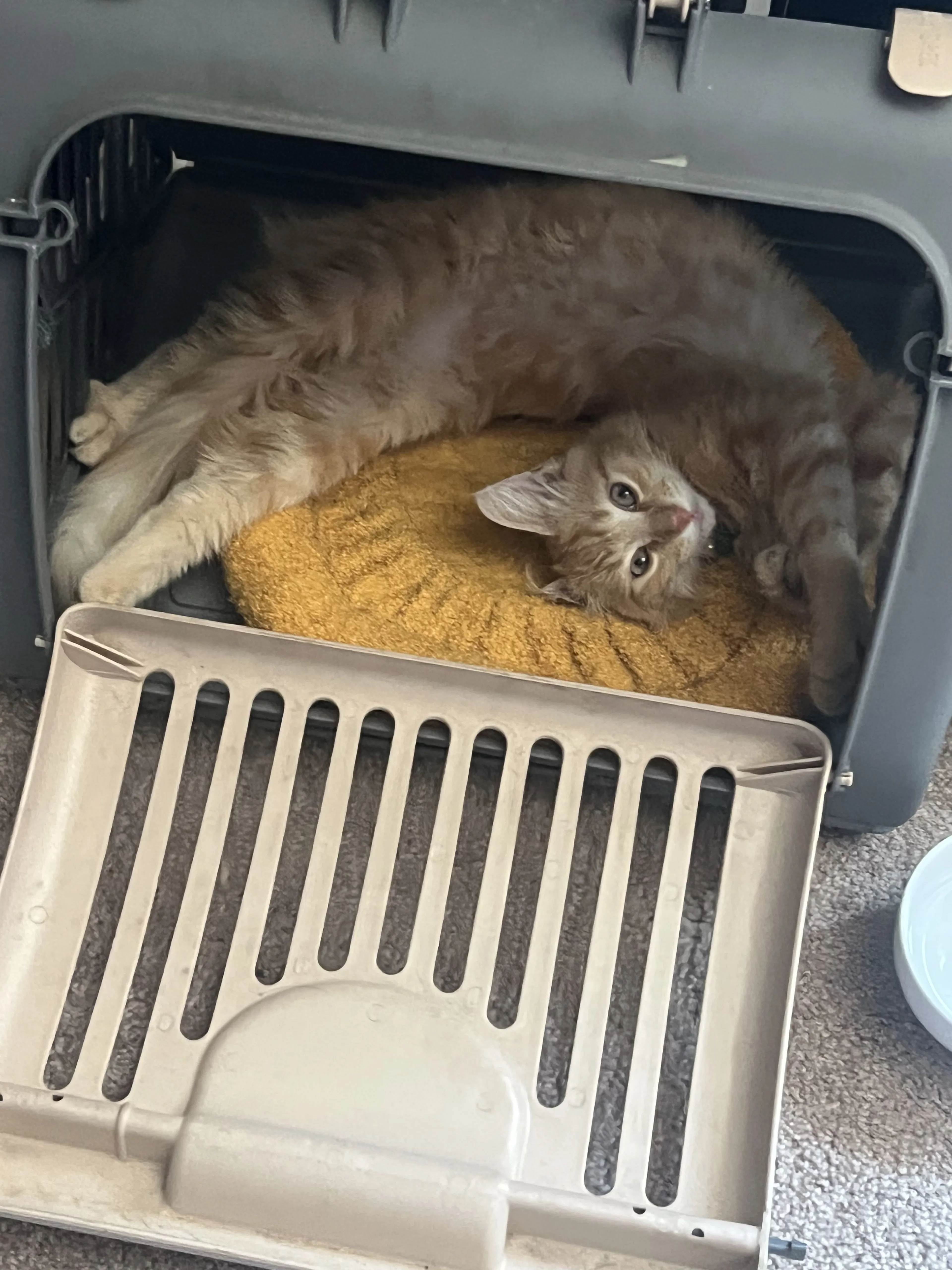 Lost pet