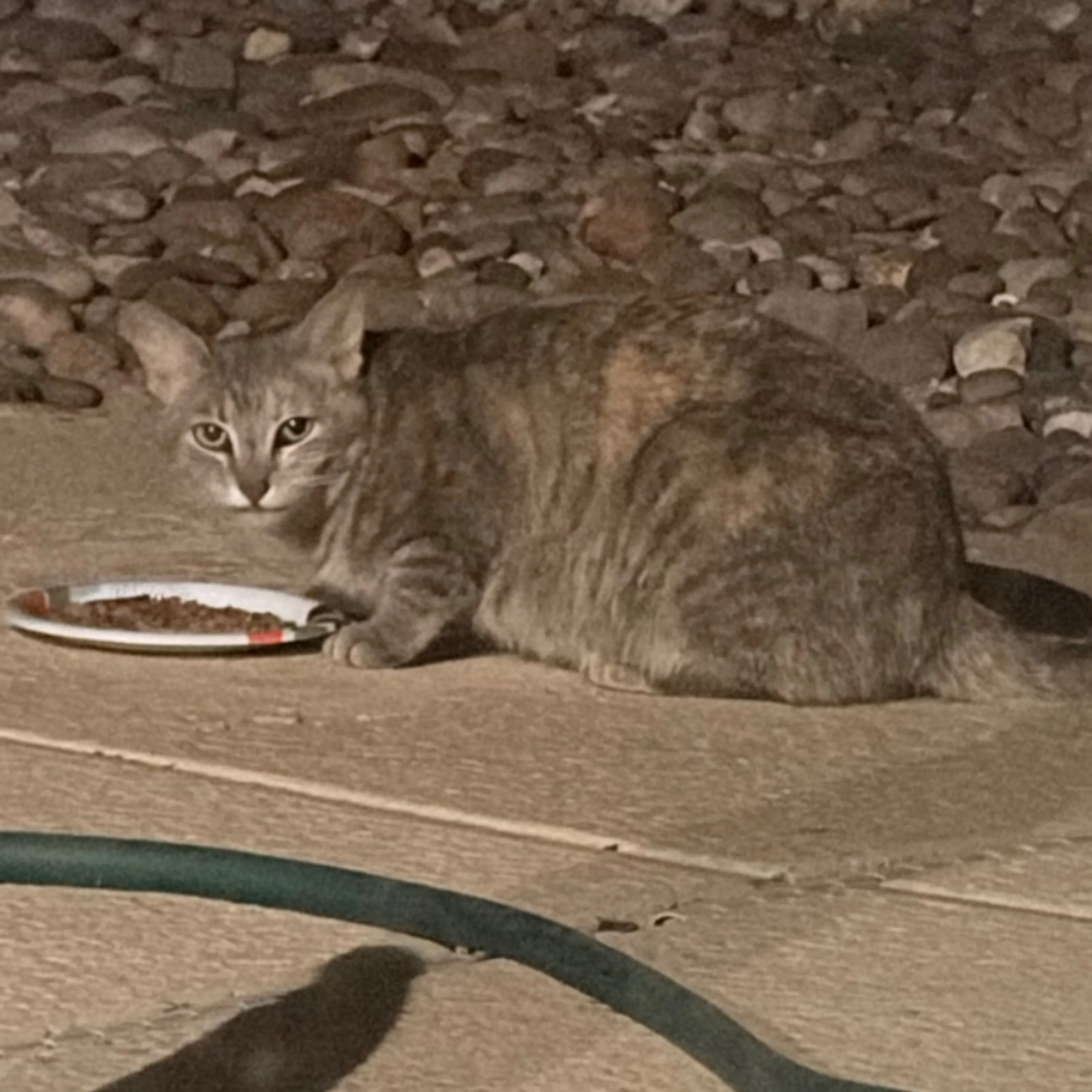 Found pet