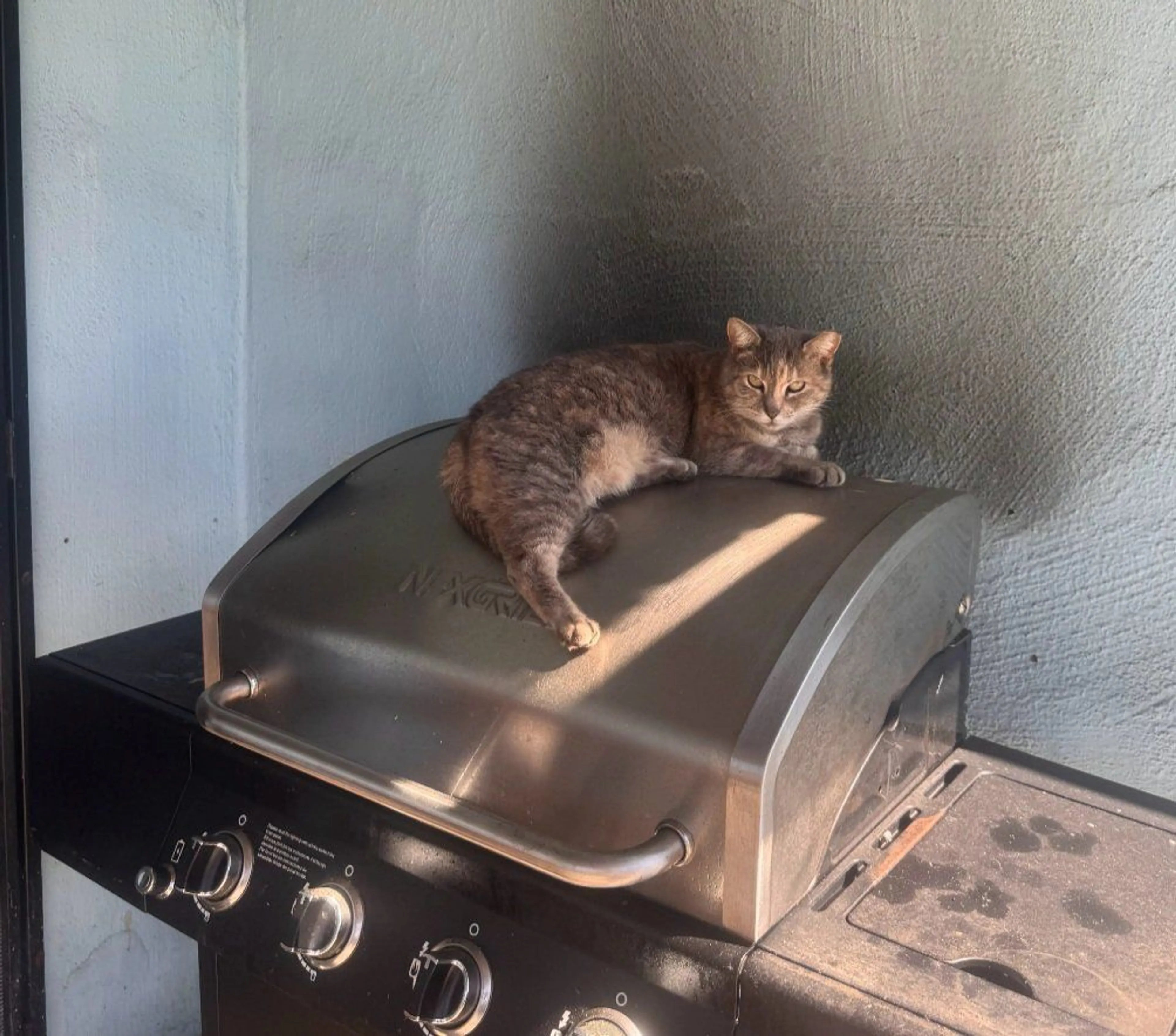 Lost pet-2