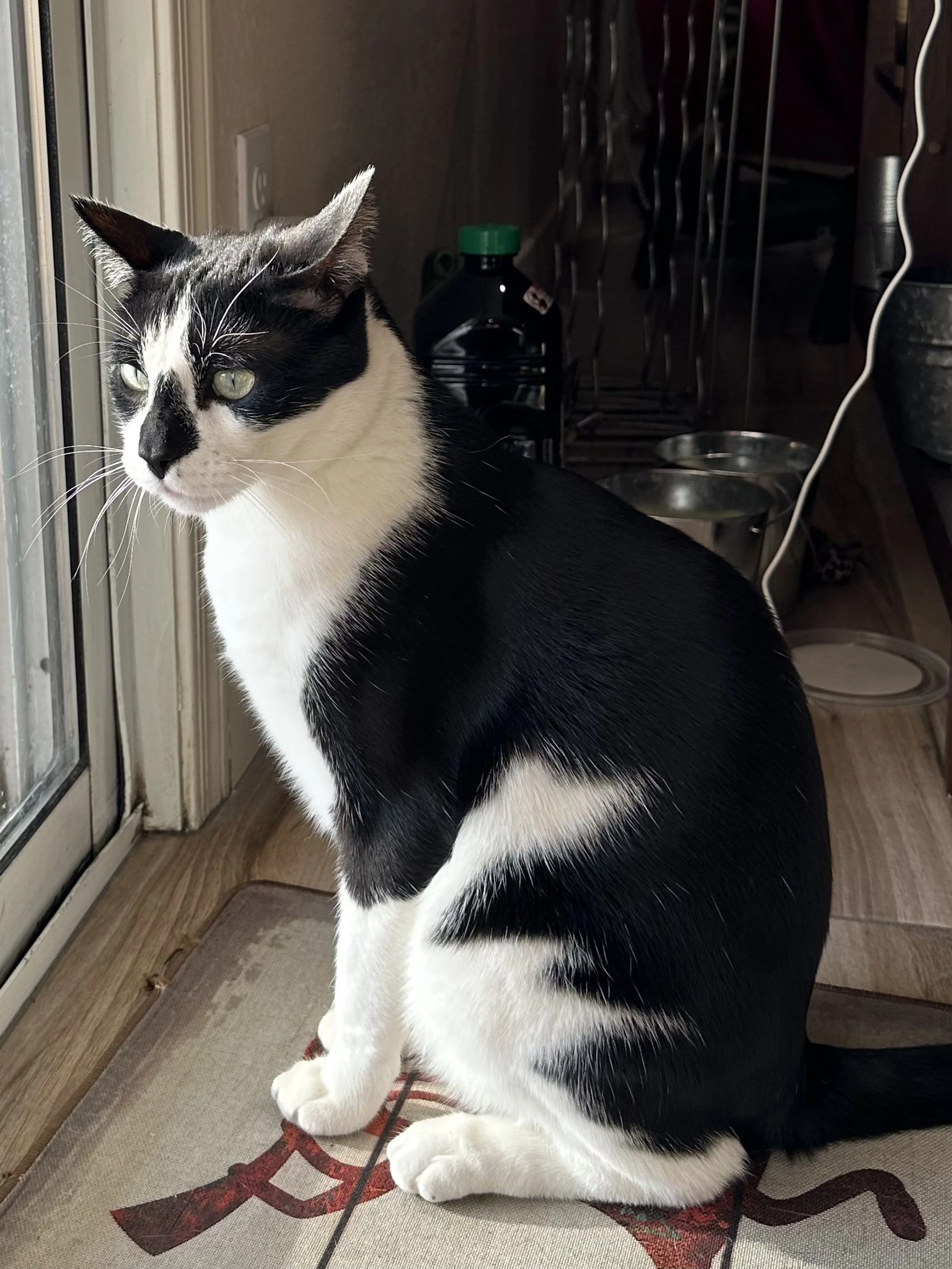 Lost pet-2